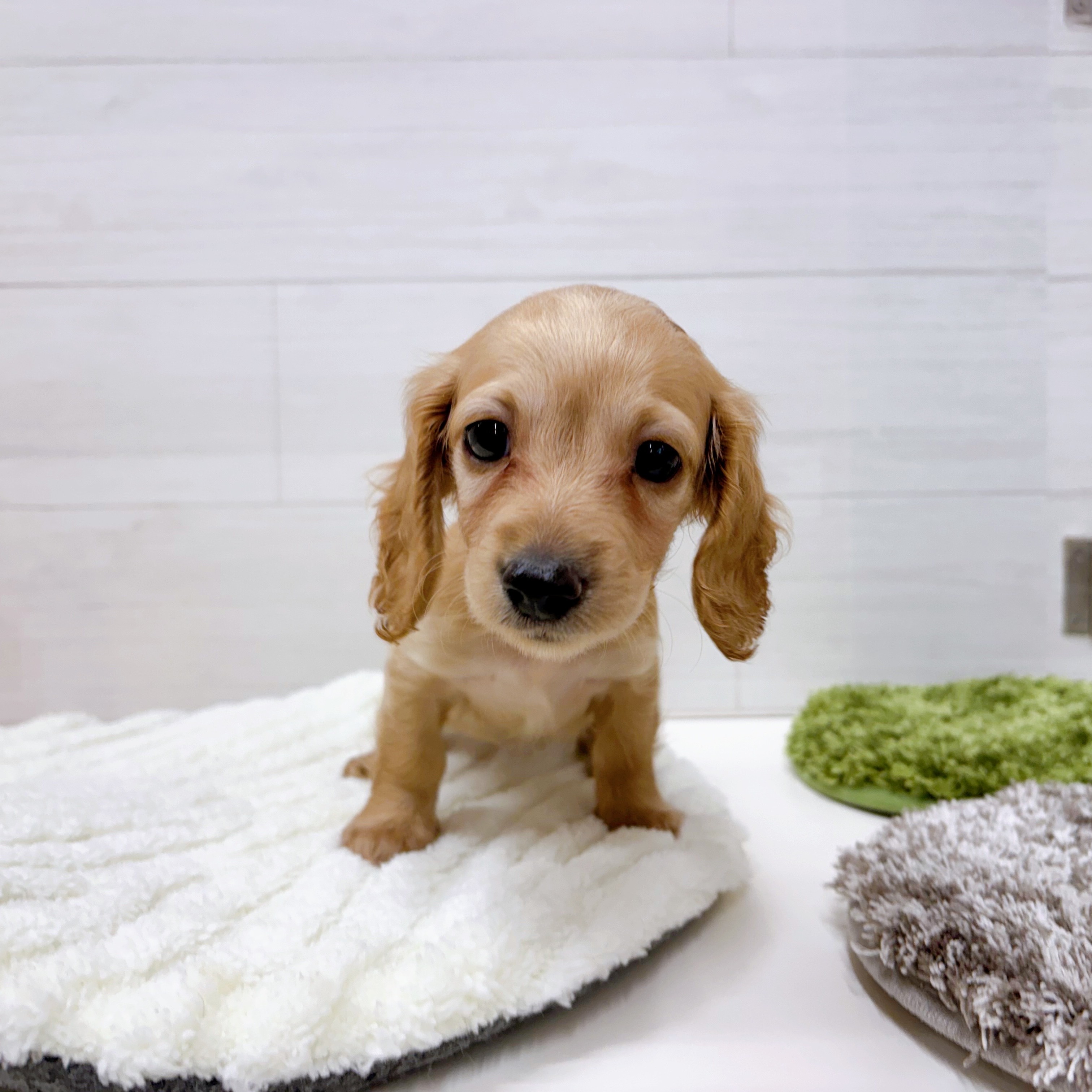 石川県のカニンヘンダックスフンド(ロング) (犬の家＆猫の里アミーゴ金沢おこばた店/2025年7月24日生まれ/女の子/ゴールド)の子犬の2枚目の画像