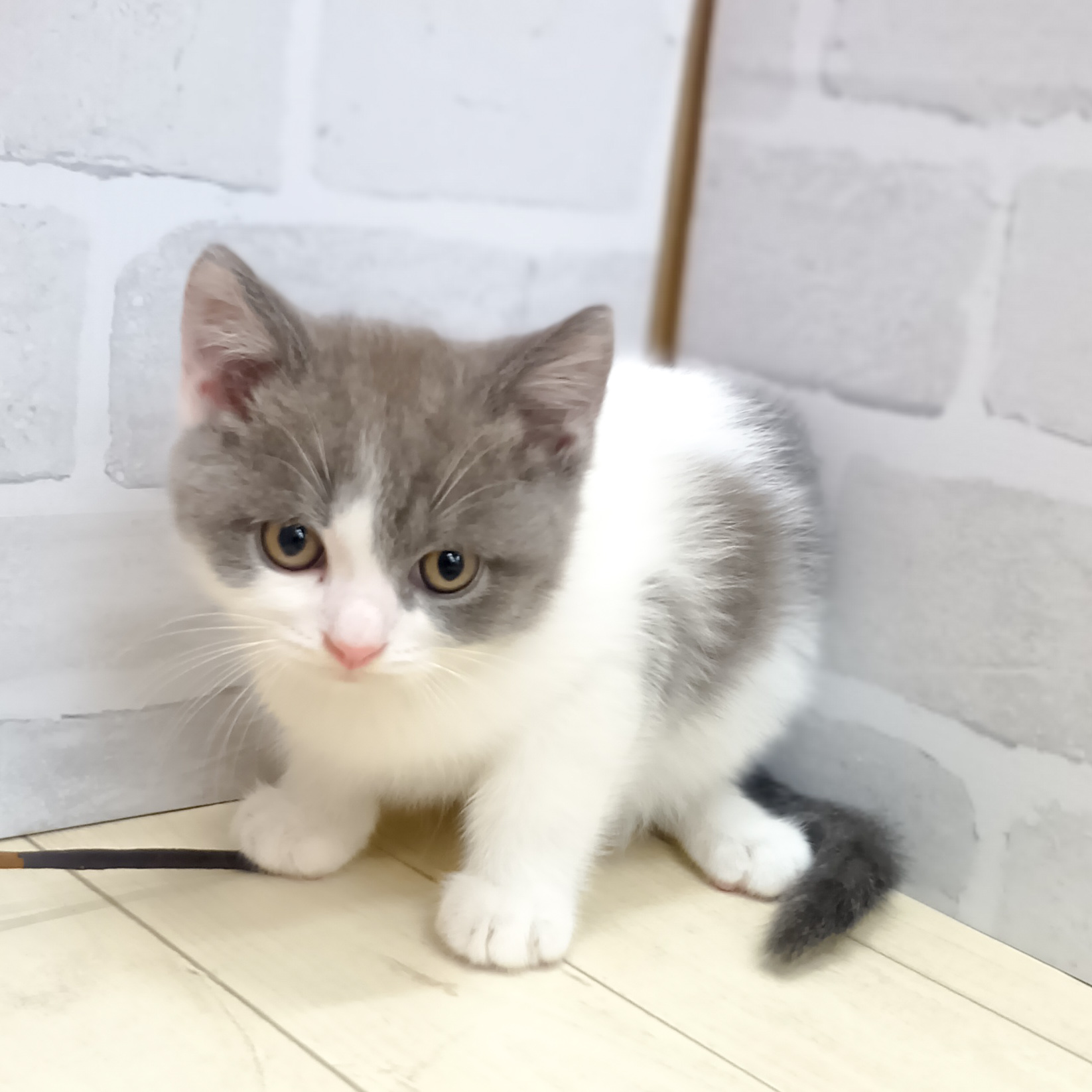 静岡県のブリティッシュショートヘアー (犬の家＆猫の里プレ葉ウォーク浜北店/2025年7月31日生まれ/男の子/ブルーホワイト)の子猫の1枚目の画像
