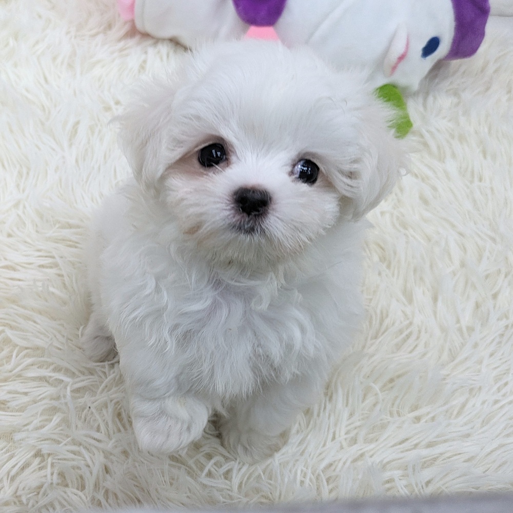 愛知県のマルチーズ (犬の家＆猫の里MEGAドン・キホーテ東海名和店/2025年7月23日生まれ/女の子/ホワイト)の子犬の1枚目の画像