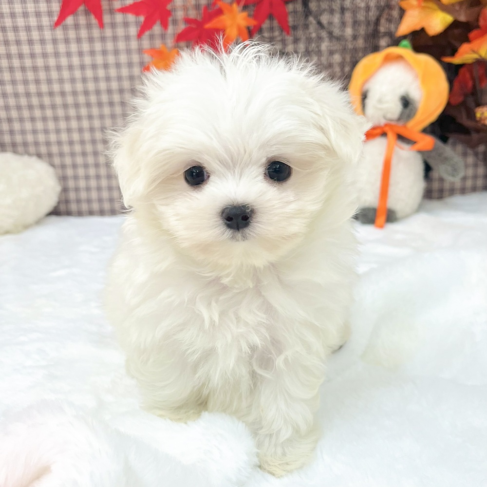 愛知県のマルチーズ (犬の家＆猫の里エアポートウォーク店/2025年7月30日生まれ/女の子/ホワイト)の子犬の1枚目の画像