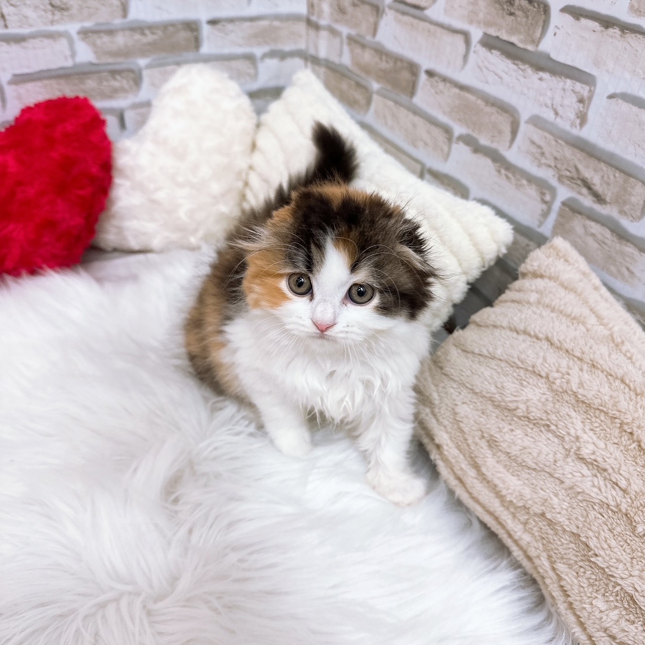 神奈川県のスコティッシュフォールド (犬の家＆猫の里モザイクモール港北店/2025年8月3日生まれ/女の子/ブラウンパッチドタビーホワイト)の子猫の1枚目の画像