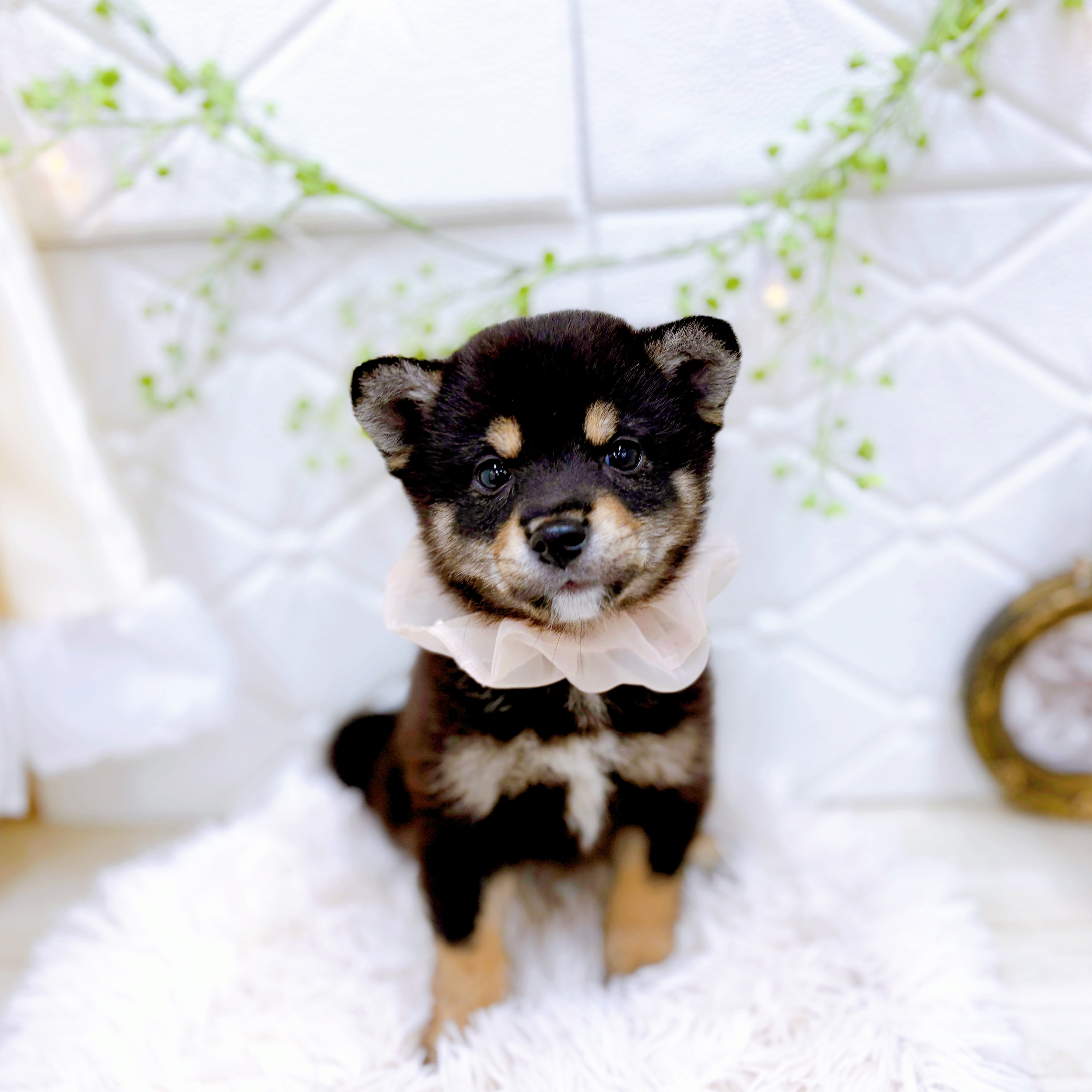福井県の豆柴 (犬の家＆猫の里アミーゴ福井店/2025年8月1日生まれ/女の子/黒)の子犬の1枚目の画像