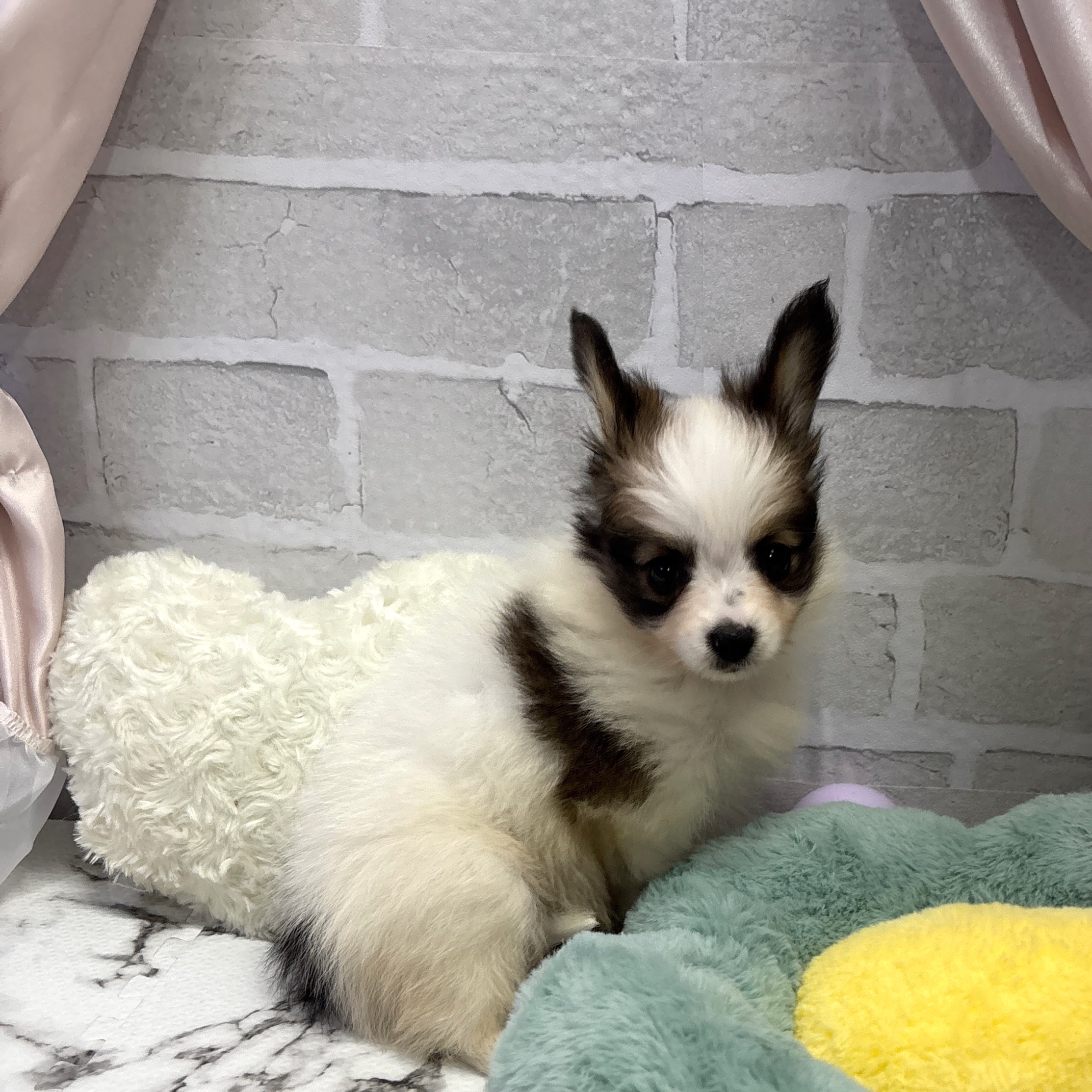 愛知県のパピヨン (犬の家＆猫の里岡崎店/2025年8月3日生まれ/男の子/ホワイトブラウン)の子犬の2枚目の画像