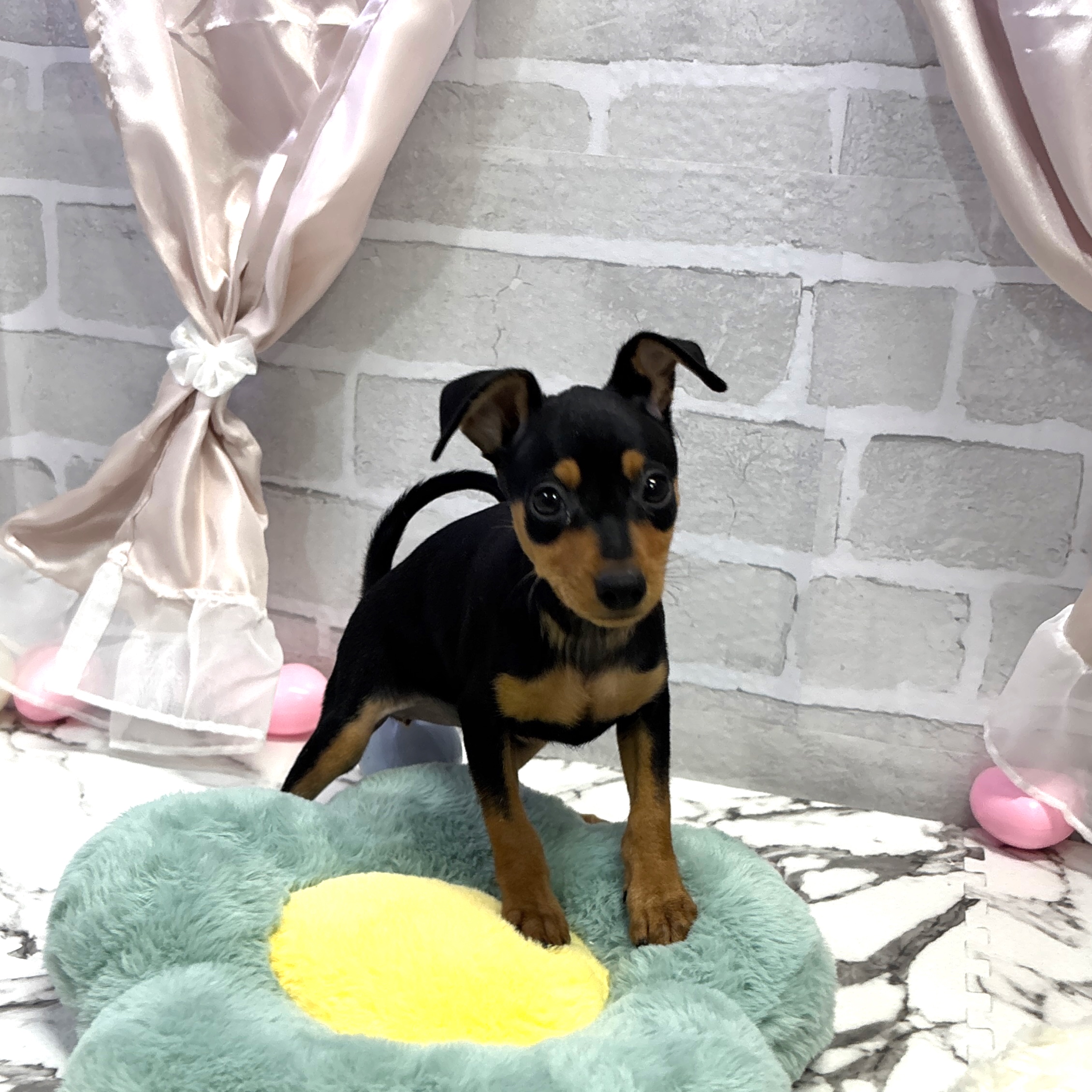 愛知県のミニチュアピンシャー (犬の家＆猫の里岡崎店/2025年8月3日生まれ/女の子/ブラックタン)の子犬の1枚目の画像