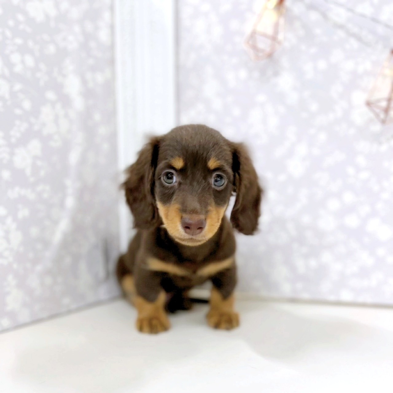 富山県のミニチュアダックスフンド(ロング) (犬の家＆猫の里アミーゴ高岡蓮花寺店/2025年7月27日生まれ/男の子/チョコレートタン)の子犬