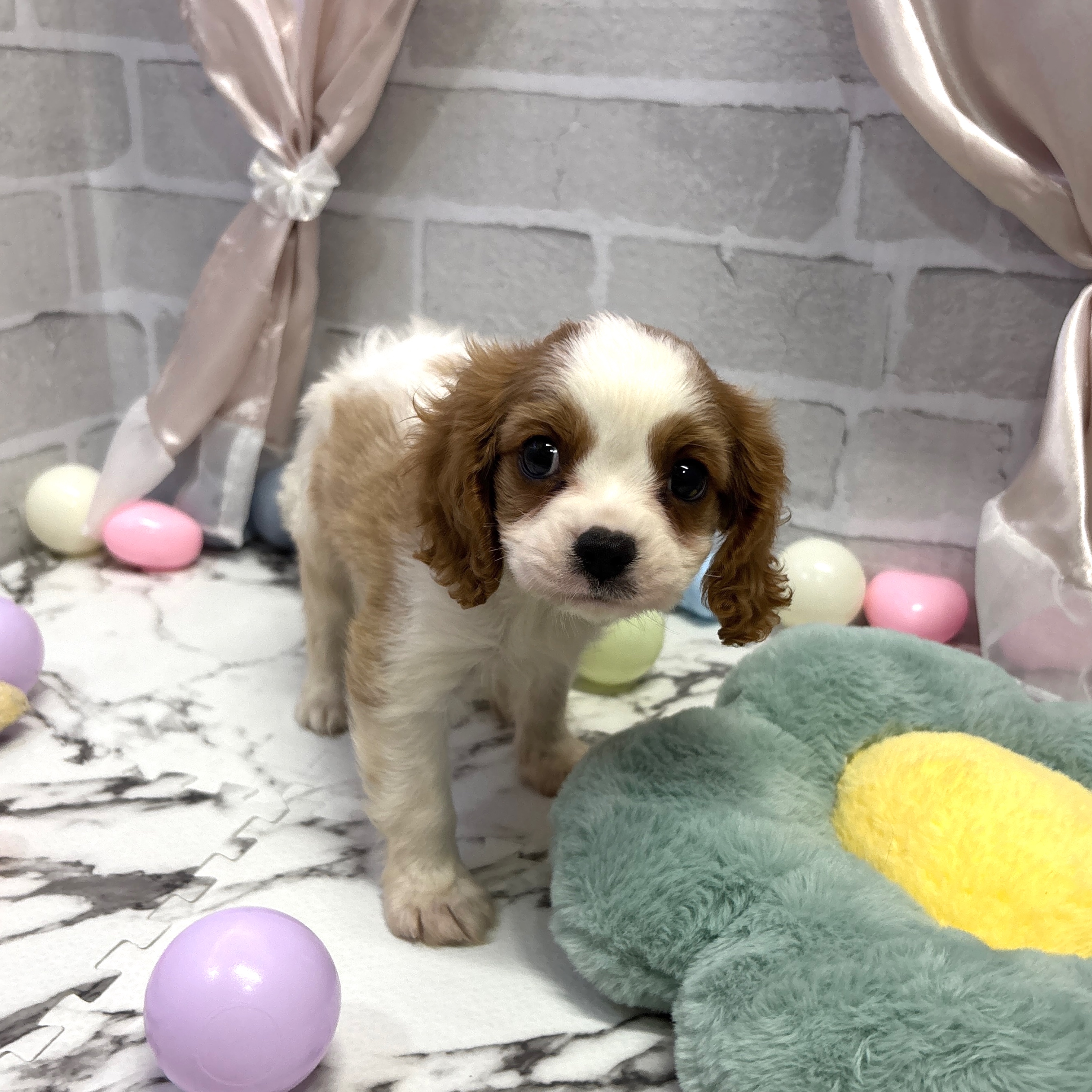 愛知県のキャバリアキングチャールズスパニエル (犬の家＆猫の里岡崎店/2025年8月3日生まれ/男の子/ブレンハイム)の子犬の2枚目の画像