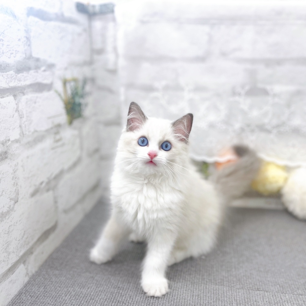 京都府のラグドール (犬の家＆猫の里京都樟葉店/2025年8月2日生まれ/女の子/ブルーポイントバイカラー)の子猫の2枚目の画像