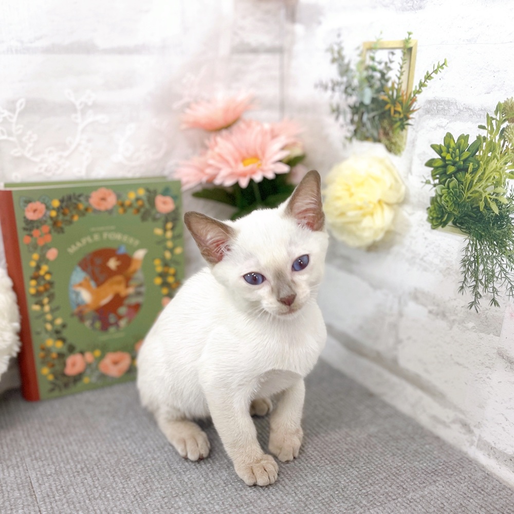 京都府のトンキニーズ (犬の家＆猫の里京都樟葉店/2025年8月2日生まれ/男の子/プラチナミンク)の子猫の2枚目の画像