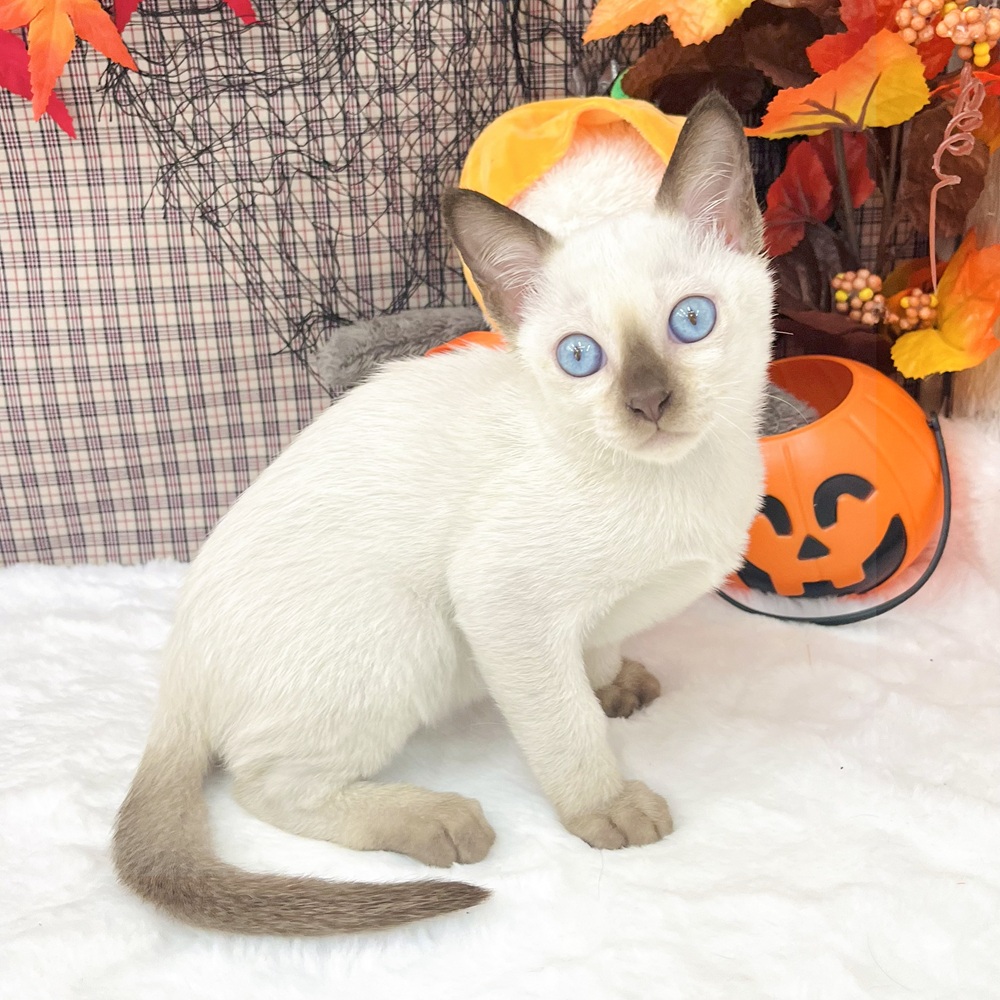 愛知県のトンキニーズ (犬の家＆猫の里エアポートウォーク店/2025年8月2日生まれ/男の子/シャンパンポイント)の子猫の2枚目の画像