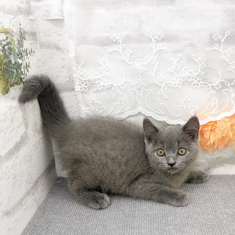 京都府のセルカークレックス (犬の家＆猫の里京都樟葉店/2025年7月25日生まれ/男の子/ブルー)の子猫の2枚目の画像