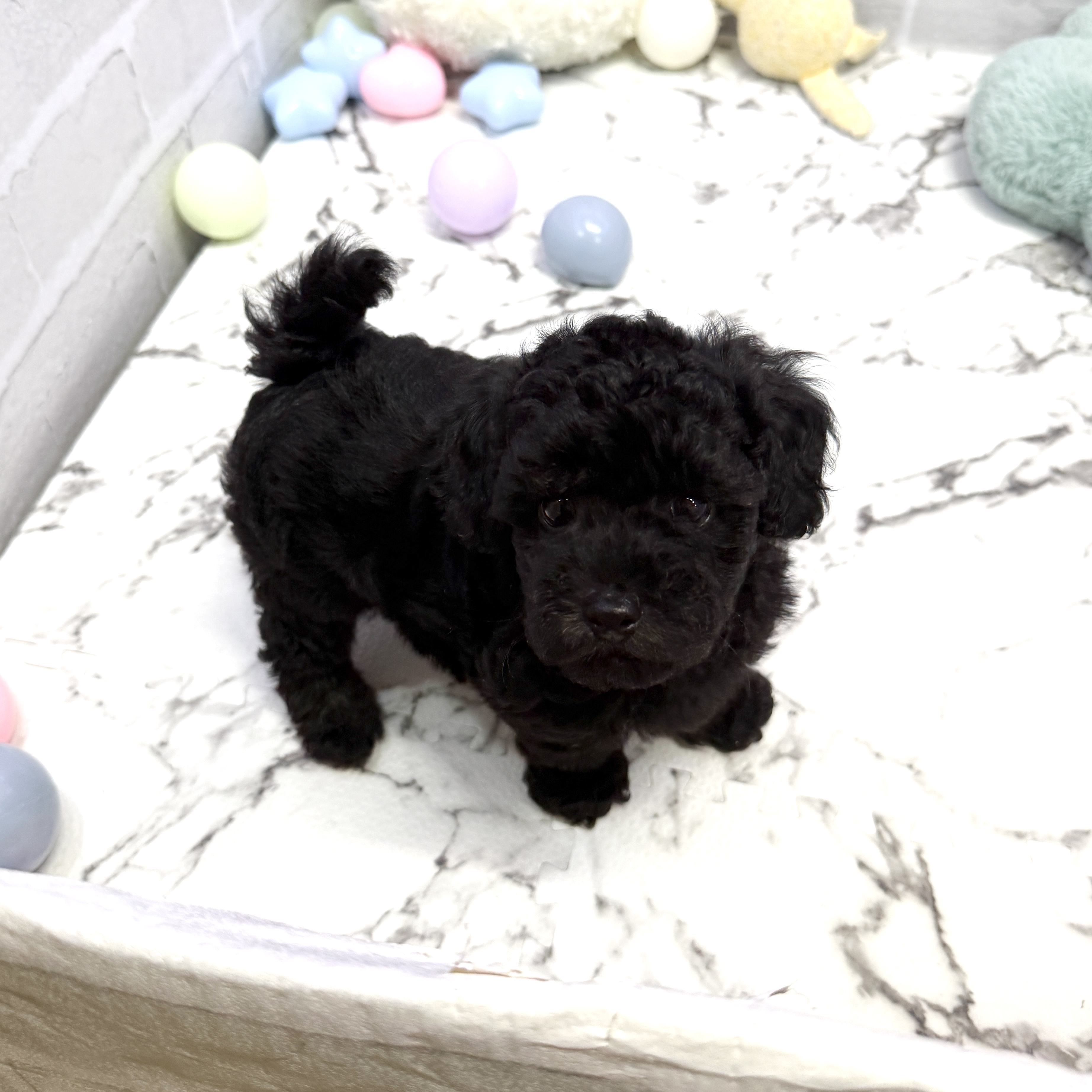 愛知県のトイプードル(トイ) (犬の家＆猫の里岡崎店/2025年8月4日生まれ/男の子/ブラック)の子犬の2枚目の画像