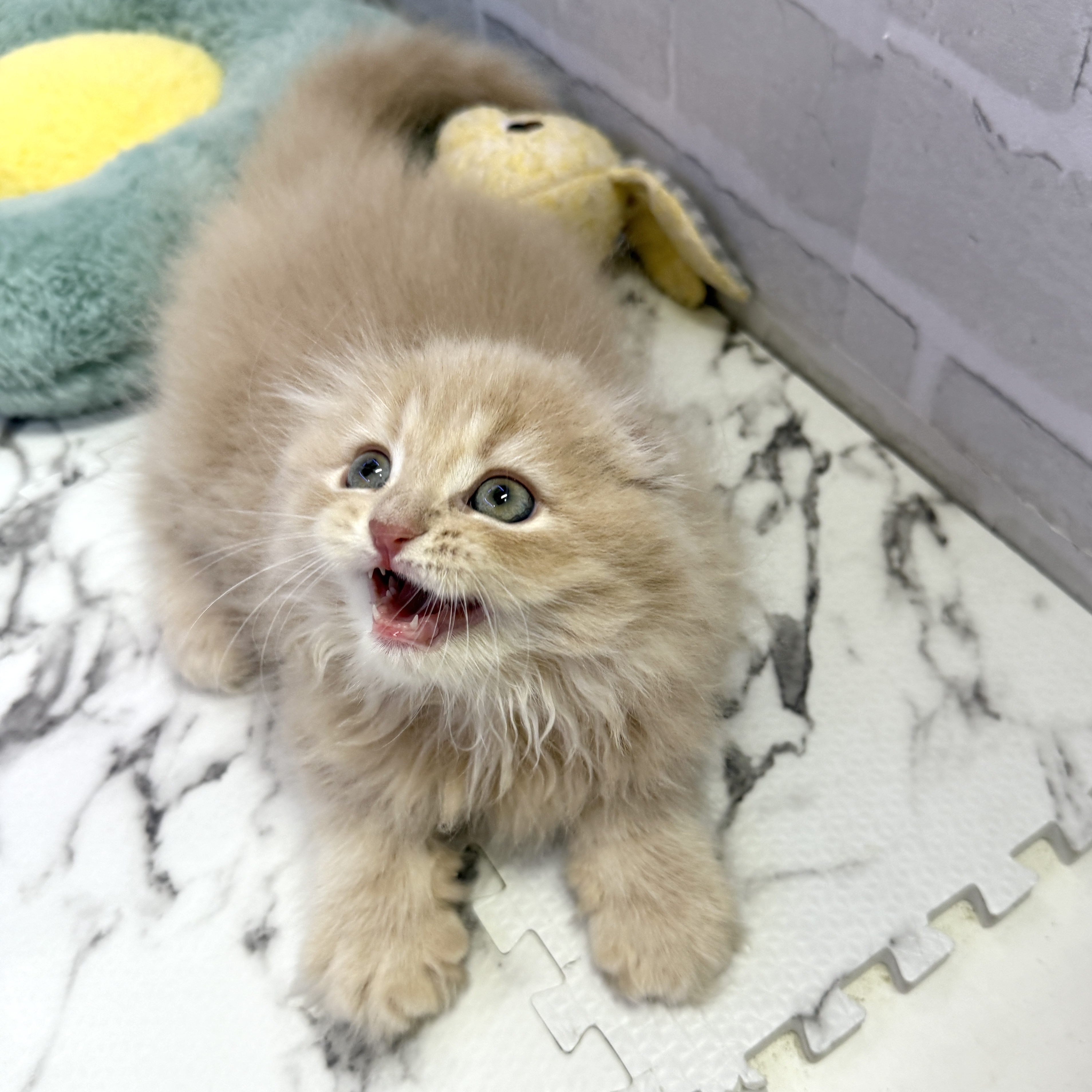 愛知県のスコティッシュフォールド (犬の家＆猫の里岡崎店/2025年8月1日生まれ/男の子/クリーム)の子猫の2枚目の画像