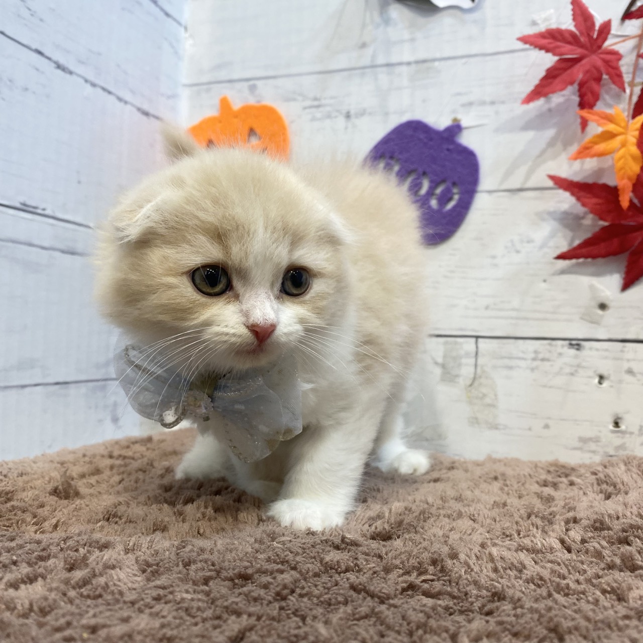 長野県のスコティッシュフォールド (犬の家＆猫の里カインズ梓川店/2025年8月1日生まれ/女の子/クリームホワイト)の子猫の2枚目の画像