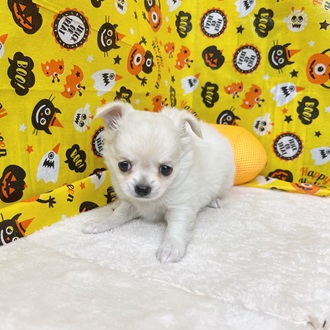 静岡県のチワワ(ロング) (犬の家＆猫の里マークイズ静岡店/2025年8月3日生まれ/女の子/クリーム)の子犬の2枚目の画像