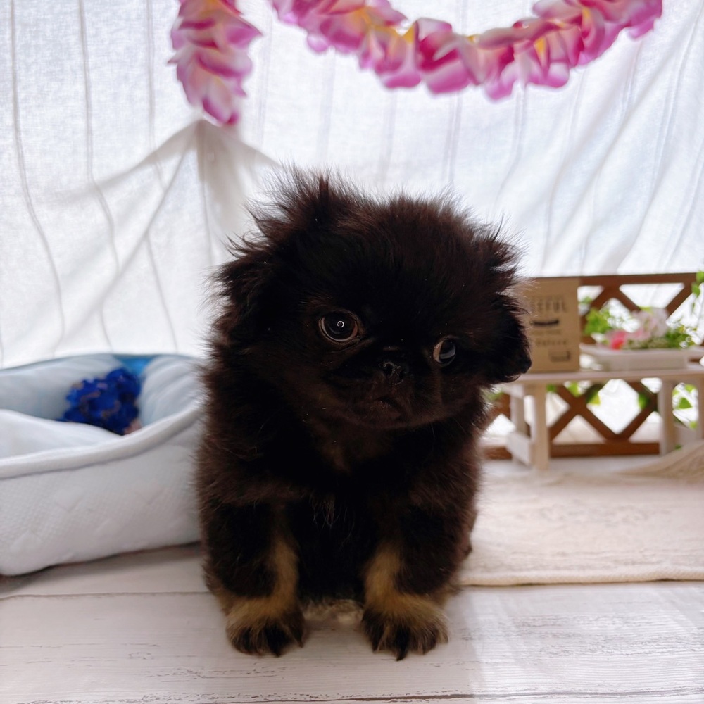 長野県のペキニーズ (犬の家＆猫の里塩尻店/2025年8月4日生まれ/男の子/ブラックタン)の子犬の1枚目の画像