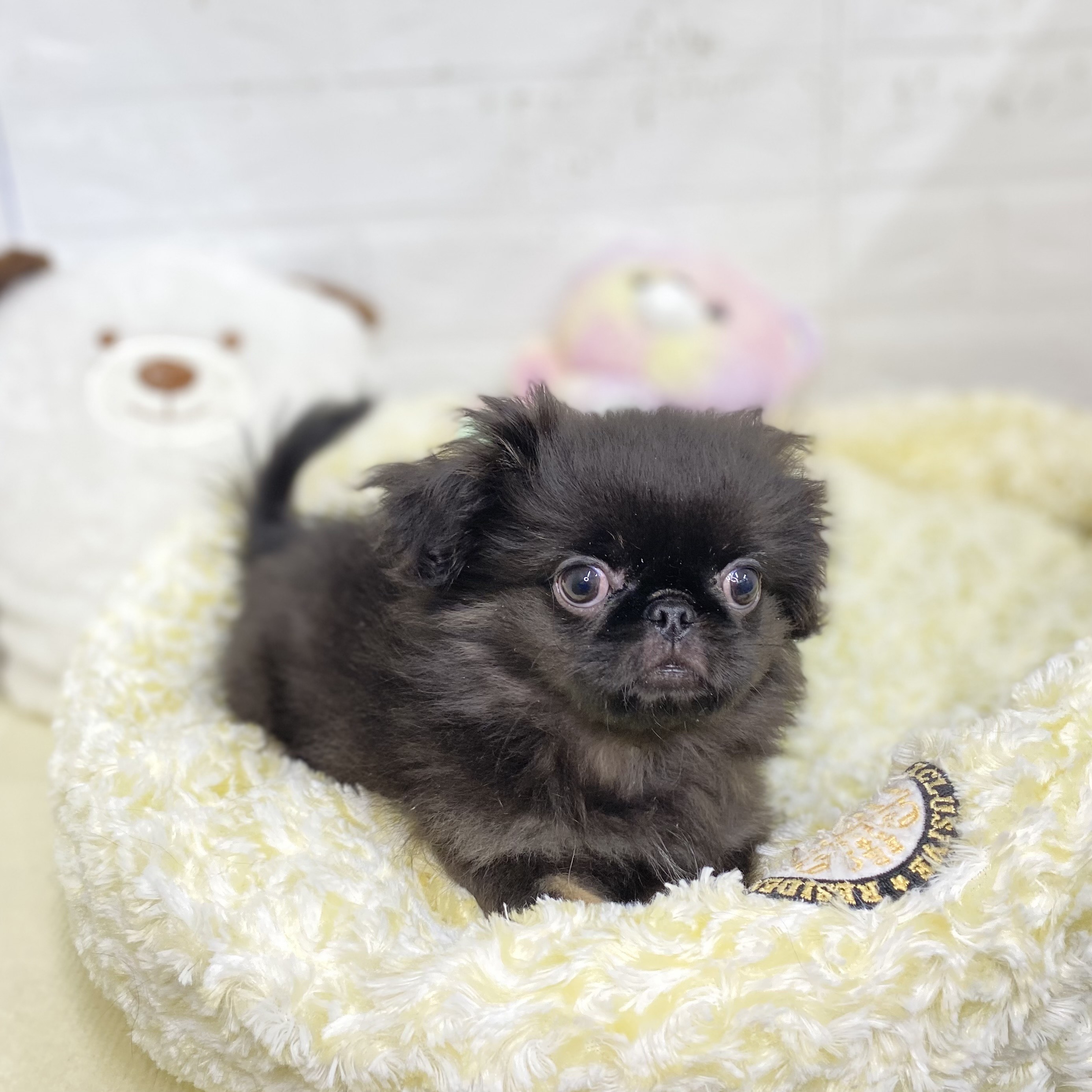 長野県のペキニーズ (犬の家&猫の里長野店/2025年8月4日生まれ/男の子/ブラックタン)の子犬の2枚目の画像