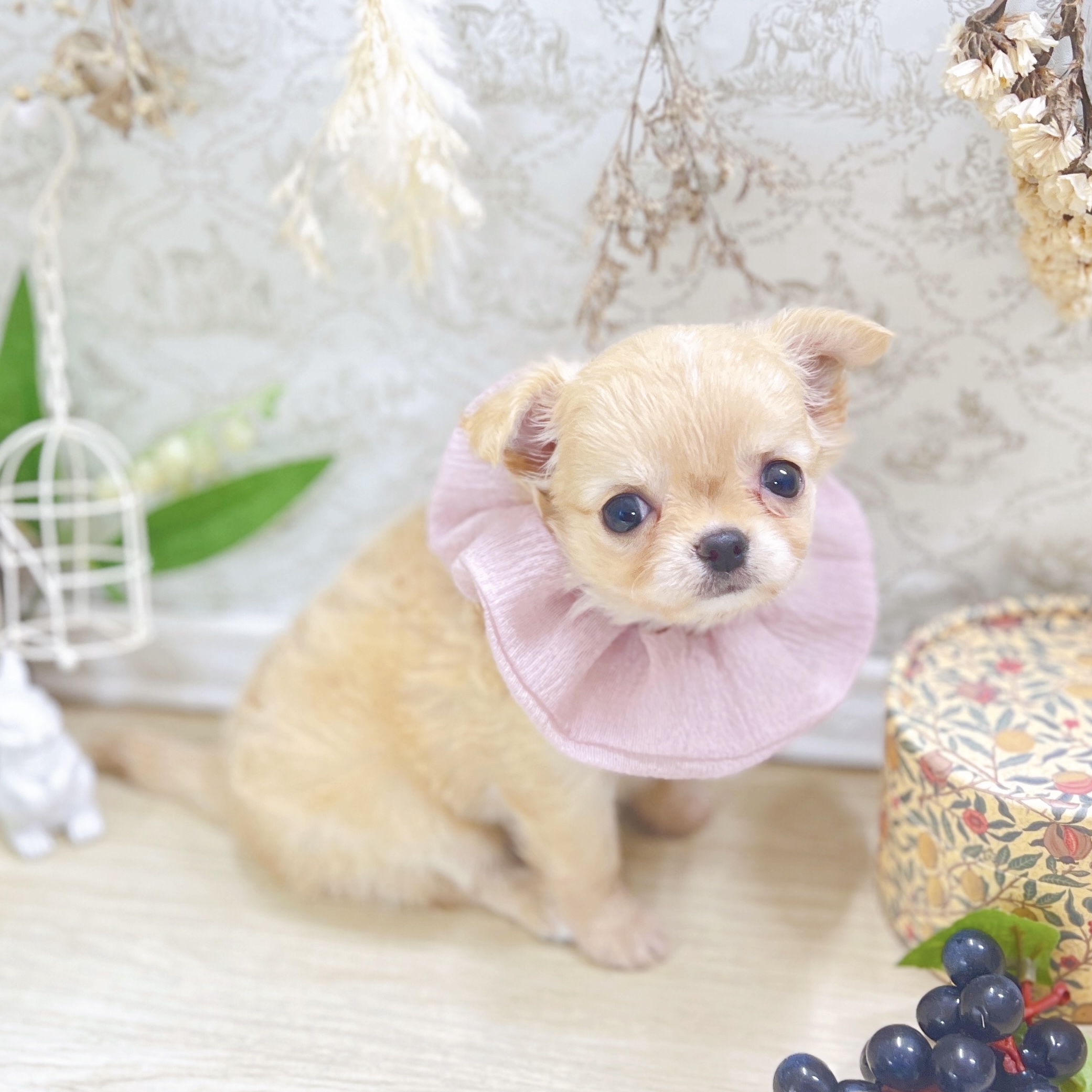 福井県のチワワ(ロング) (犬の家＆猫の里アミーゴ福井大和田店/2025年7月30日生まれ/女の子/クリームホワイト)の子犬の2枚目の画像