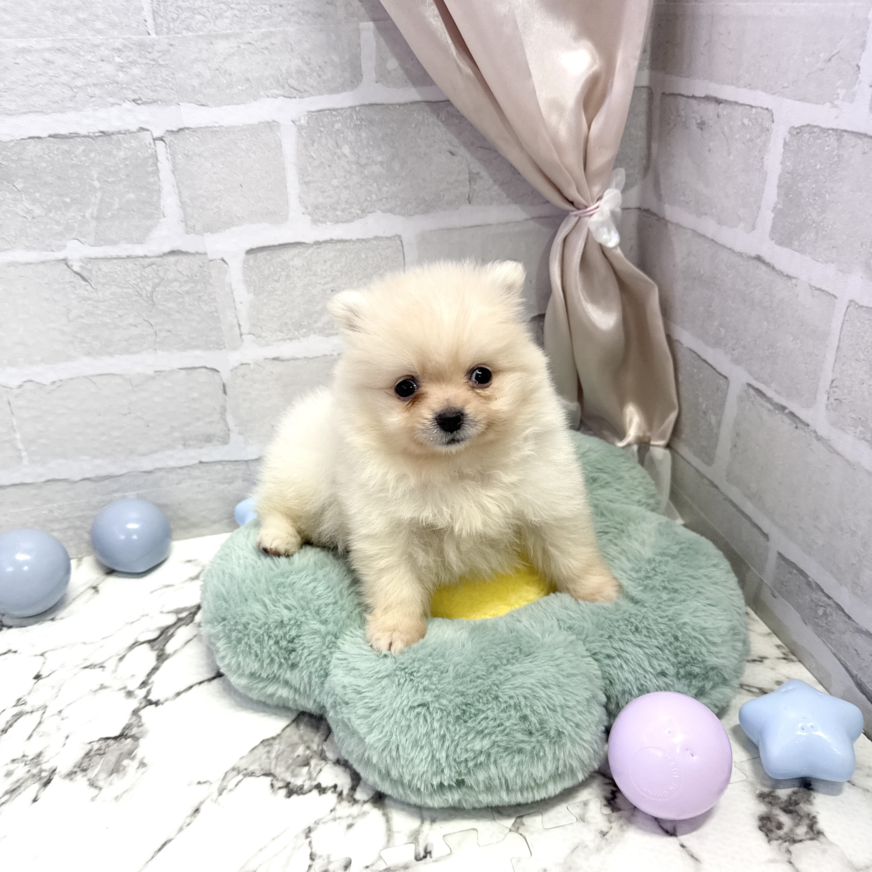 愛知県のポメラニアン (犬の家＆猫の里岡崎店/2025年8月4日生まれ/女の子/クリーム)の子犬の1枚目の画像