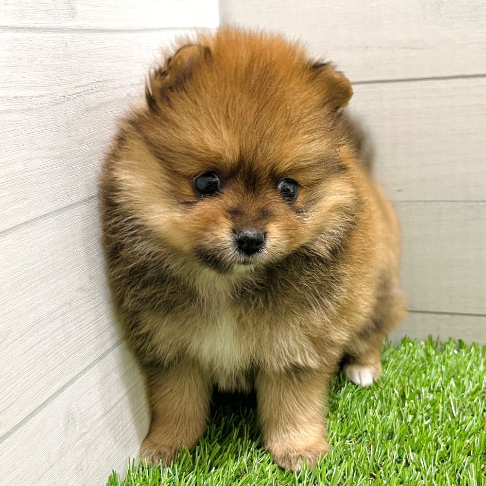 愛知県のポメラニアン (犬の家＆猫の里豊田店/2025年8月3日生まれ/女の子/オレンジ)の子犬