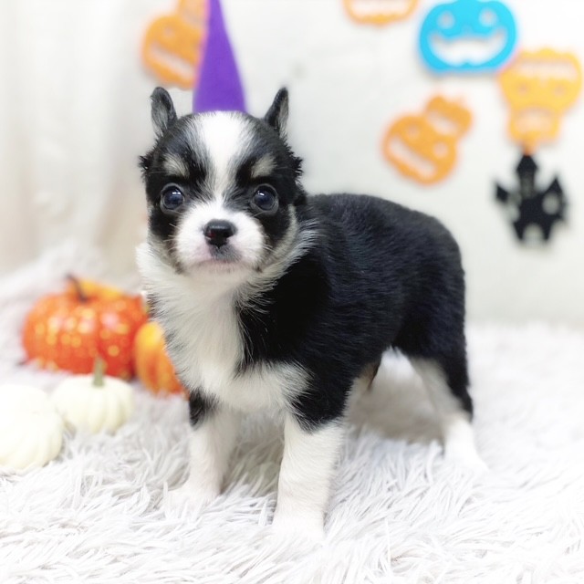 静岡県のチワワ(ロング) (犬の家＆猫の里藤枝店/2025年8月3日生まれ/女の子/ブラックタンホワイト)の子犬の1枚目の画像