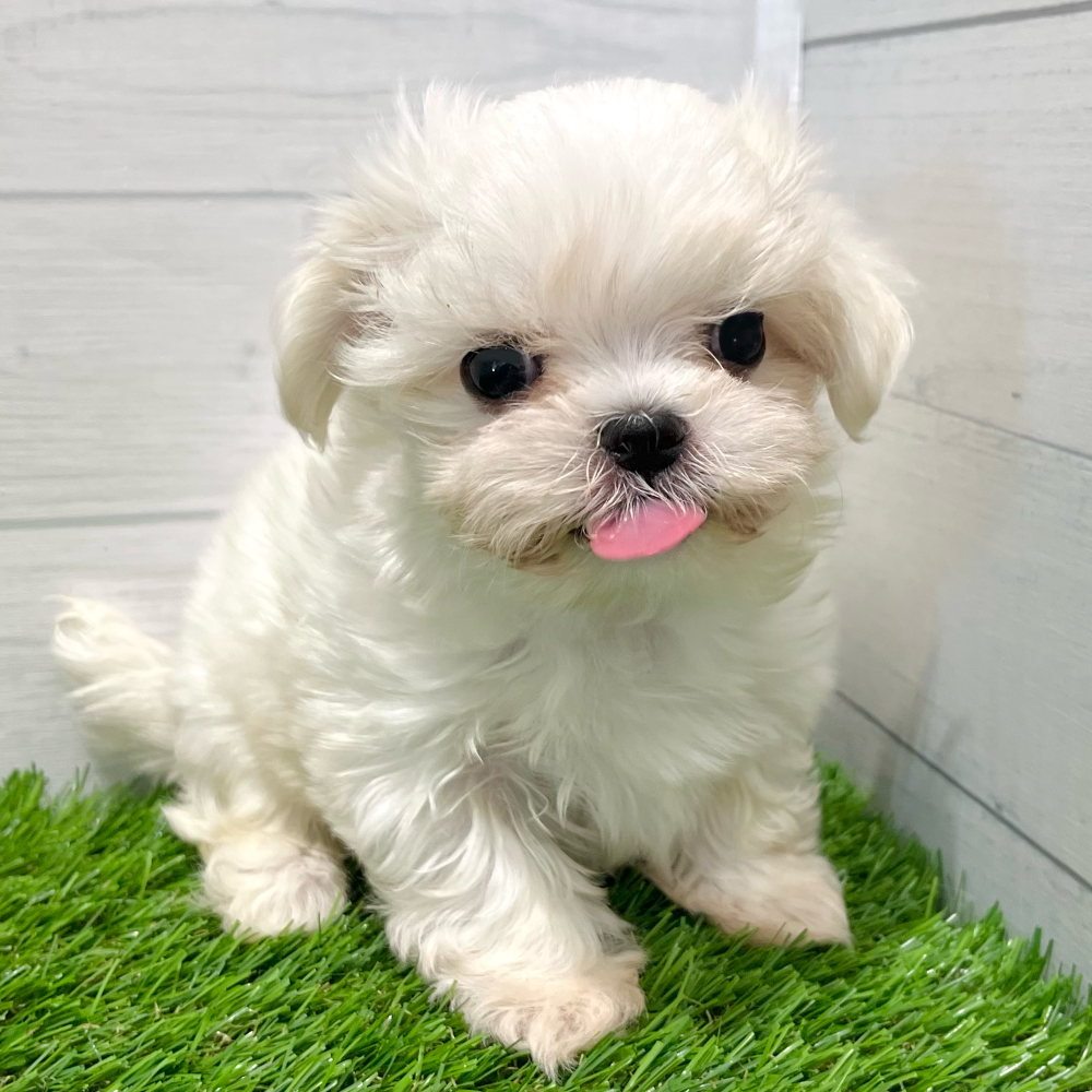 愛知県のマルチーズ (犬の家＆猫の里豊田店/2025年8月4日生まれ/女の子/ホワイト)の子犬