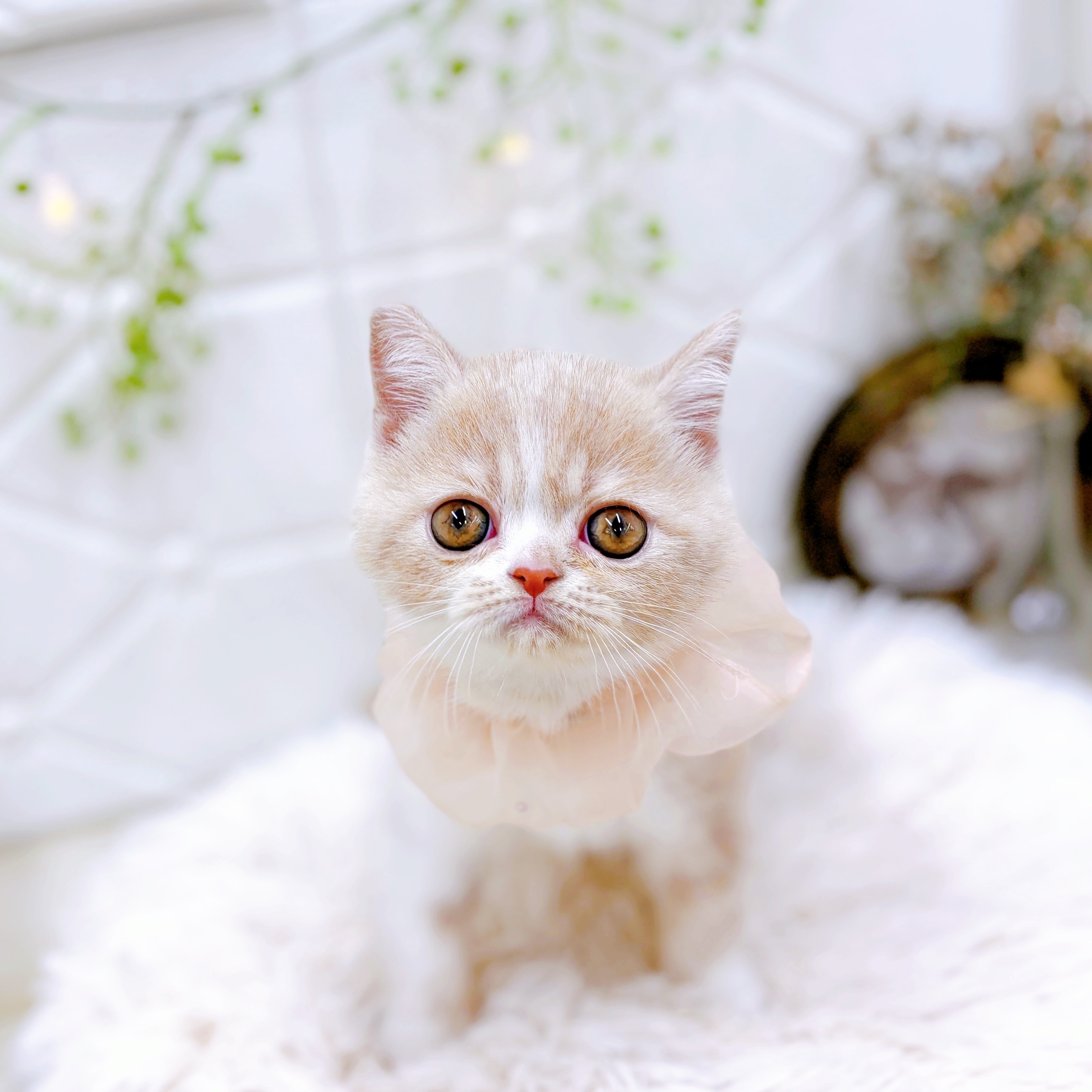 福井県のエキゾチックショートヘアー (犬の家＆猫の里アミーゴ福井店/2025年8月4日生まれ/女の子/クリームタビーホワイト)の子猫の2枚目の画像