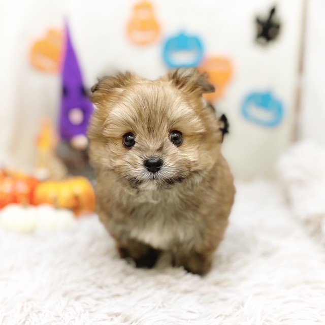 静岡県のポメキー(ポメラニアン×ヨークシャーテリア) (犬の家＆猫の里藤枝店/2025年8月2日生まれ/女の子/オレンジ)の子犬の1枚目の画像