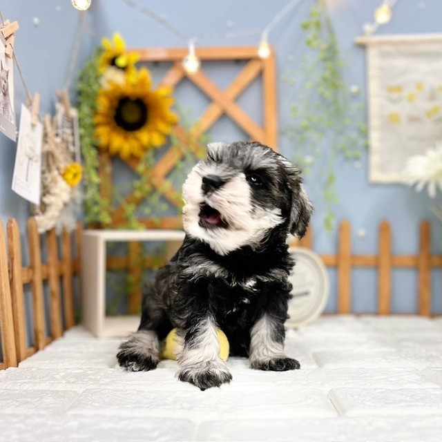 千葉県のミニチュアシュナウザー (犬の家＆猫の里ワンズモール稲毛店/2025年8月3日生まれ/男の子/ソルトペッパー)の子犬の2枚目の画像