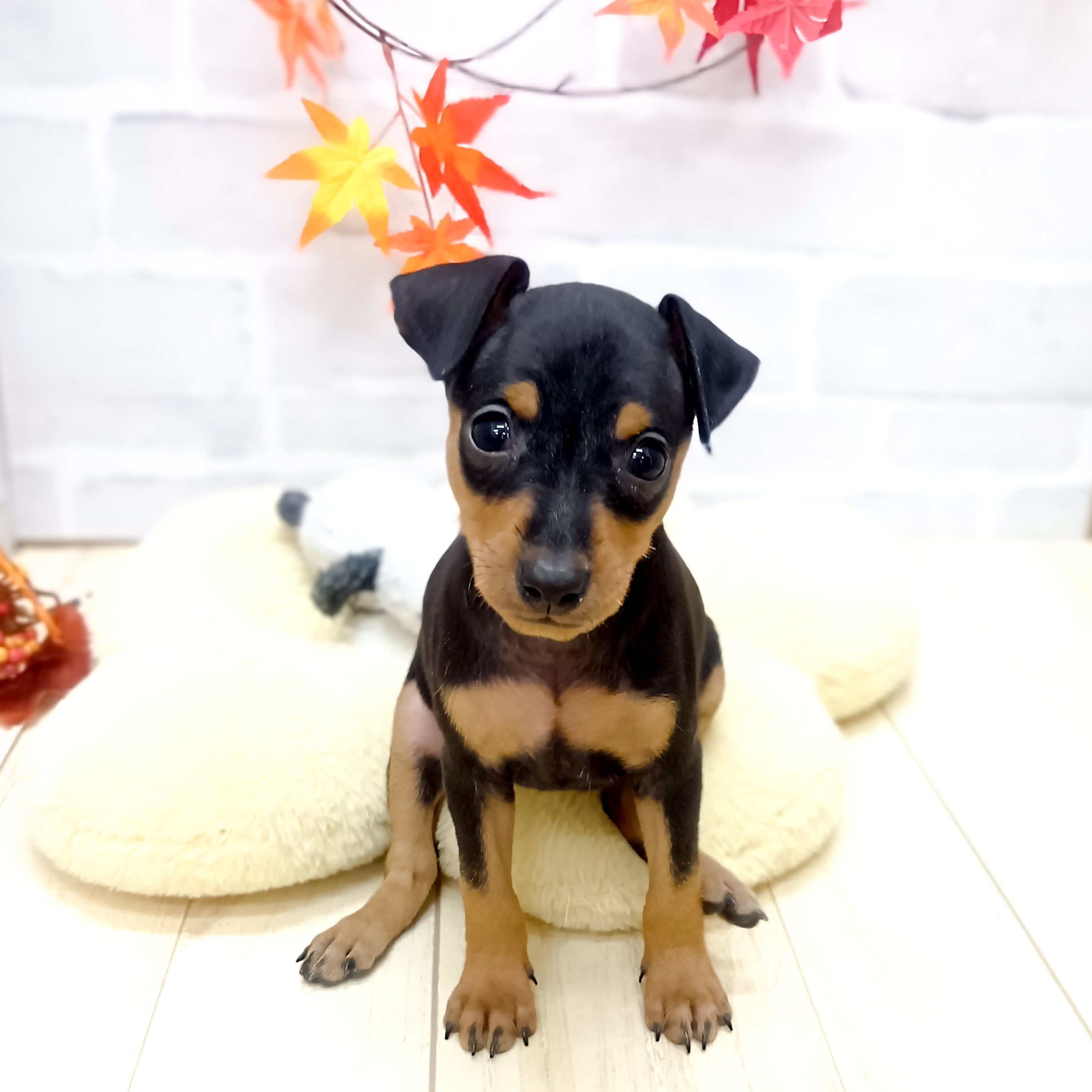 静岡県のミニチュアピンシャー (犬の家＆猫の里プレ葉ウォーク浜北店/2025年8月4日生まれ/女の子/ブラックタン)の子犬の1枚目の画像