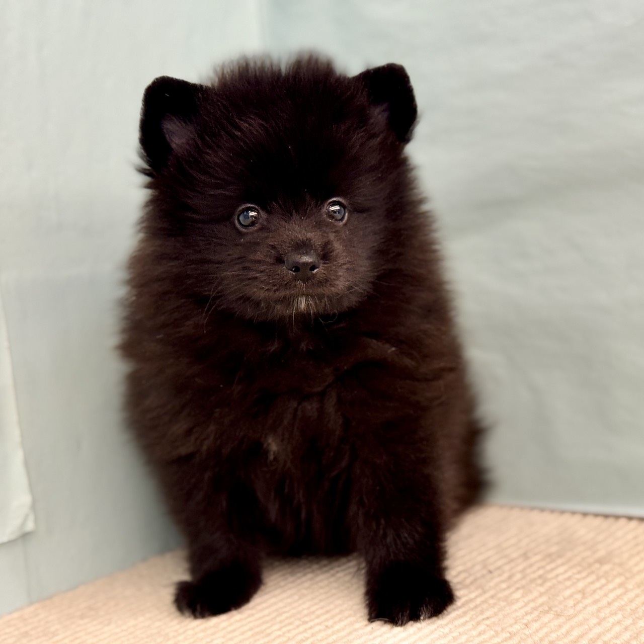 楽天市場】犬 ポメラニアン 置物の通販 希少ブラックタン子犬