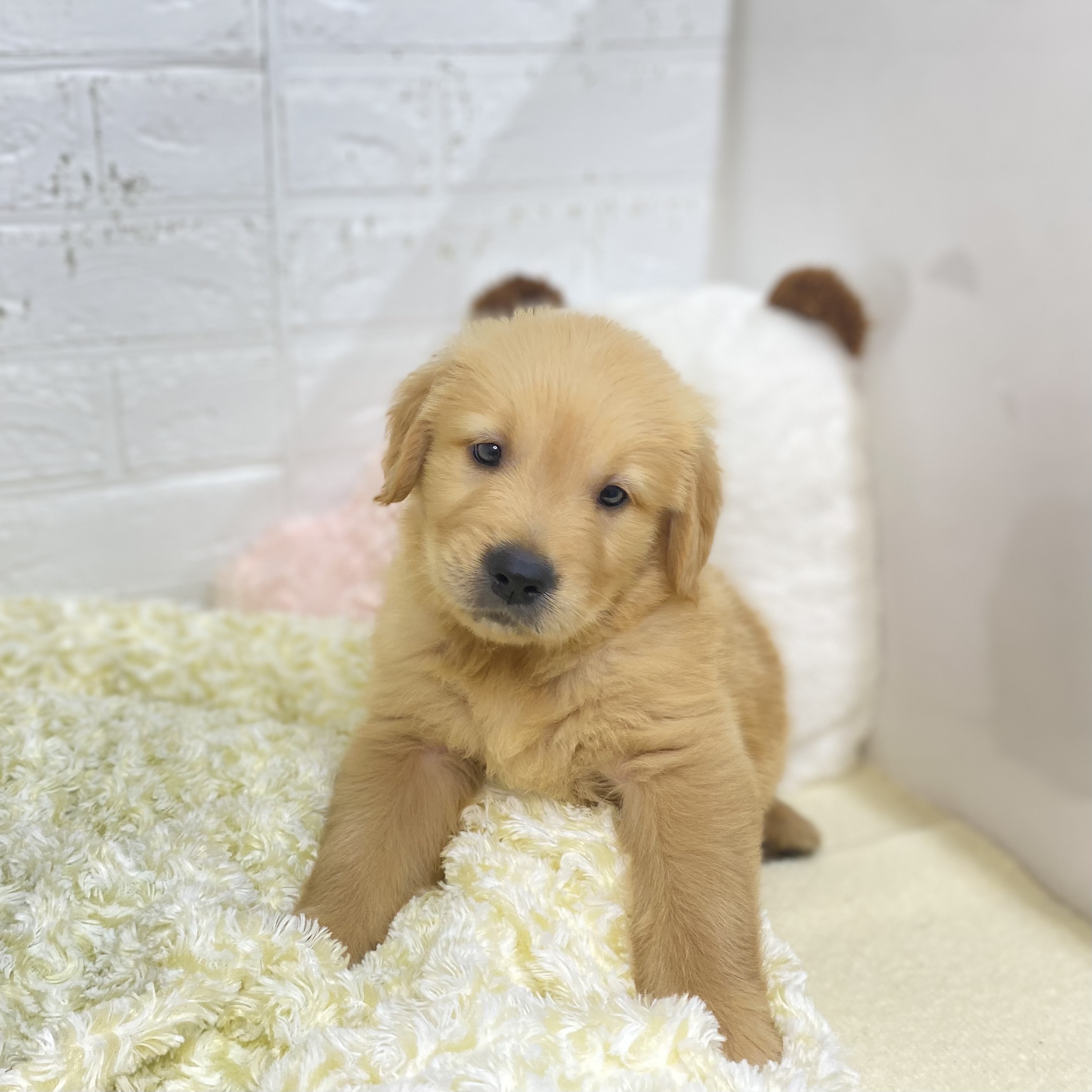 長野県のゴールデンレトリバー (犬の家＆猫の里長野店/2025年8月5日生まれ/男の子/ゴールデン)の子犬の2枚目の画像