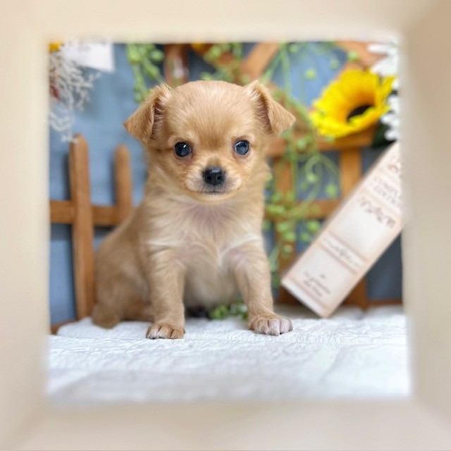 千葉県のチワワ(ロング) (犬の家＆猫の里ワンズモール稲毛店/2025年8月4日生まれ/女の子/クリームホワイト)の子犬