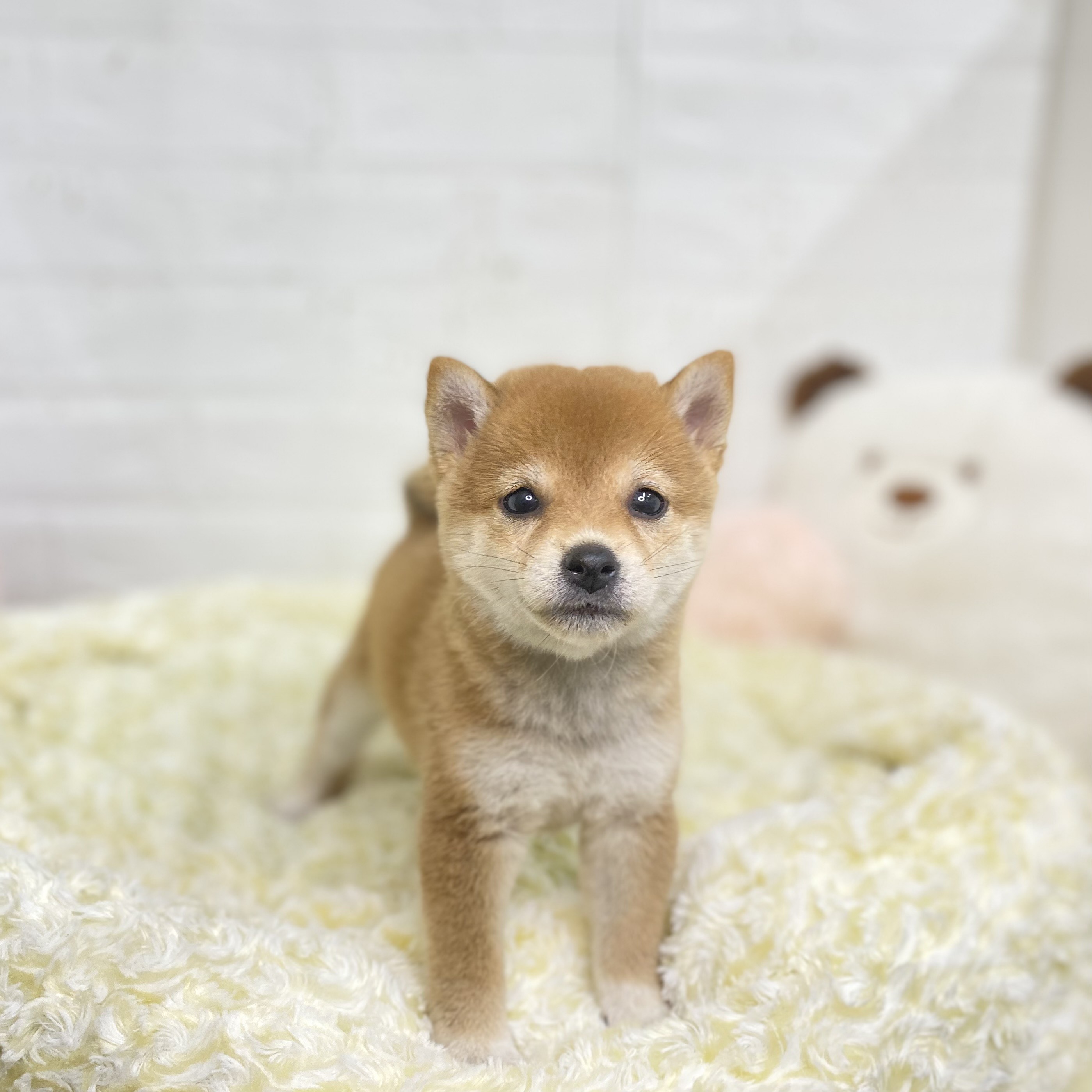 長野県の豆柴 (犬の家＆猫の里長野店/2025年8月5日生まれ/女の子/赤)の子犬の1枚目の画像