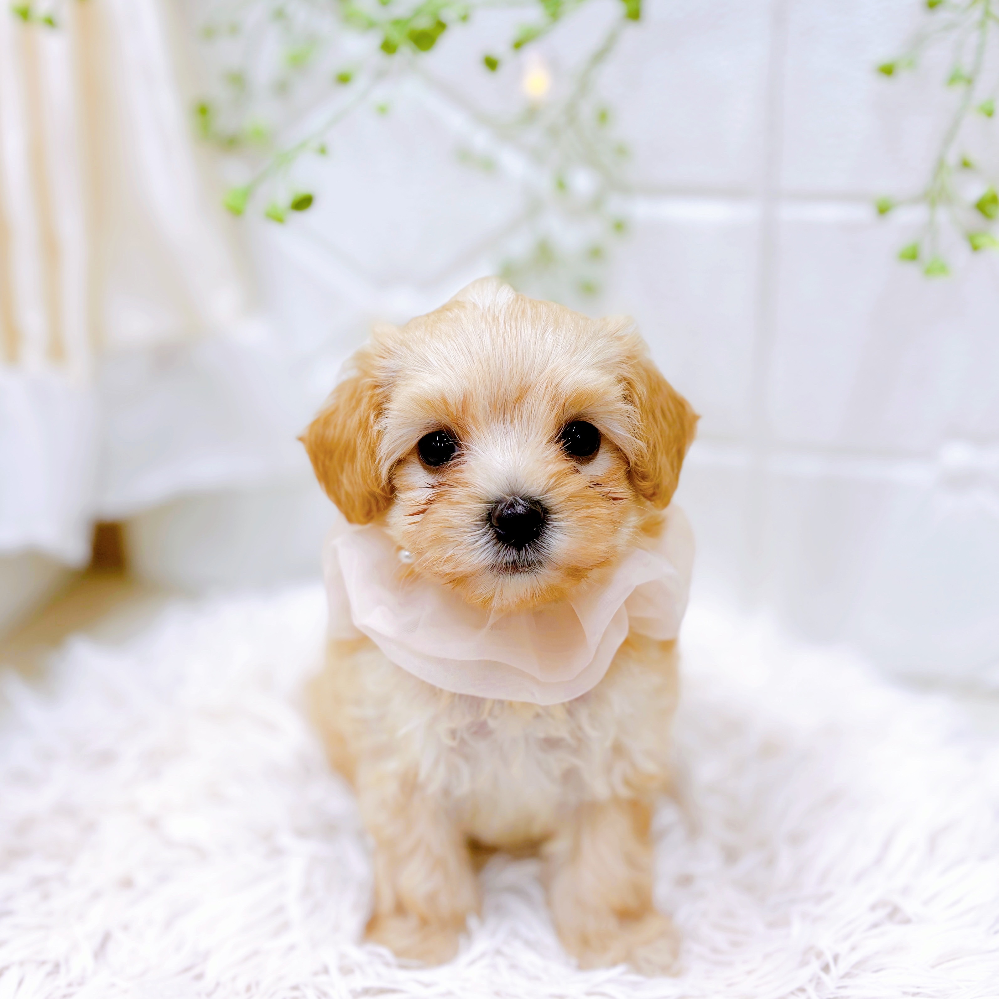 福井県のマルプー(マルチーズ×プードル) (犬の家＆猫の里アミーゴ福井店/2025年8月3日生まれ/女の子/アプリコット)の子犬の1枚目の画像