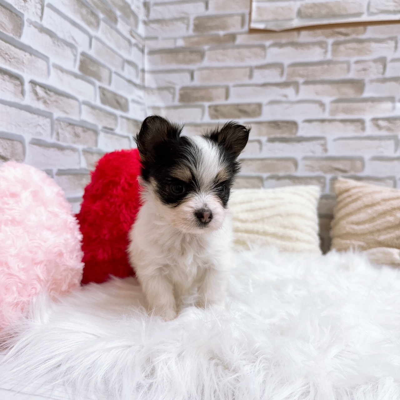 神奈川県のハーフ犬・ミックス犬 (犬の家＆猫の里モザイクモール港北店/2025年8月3日生まれ/女の子/トライカラー)の子犬の1枚目の画像