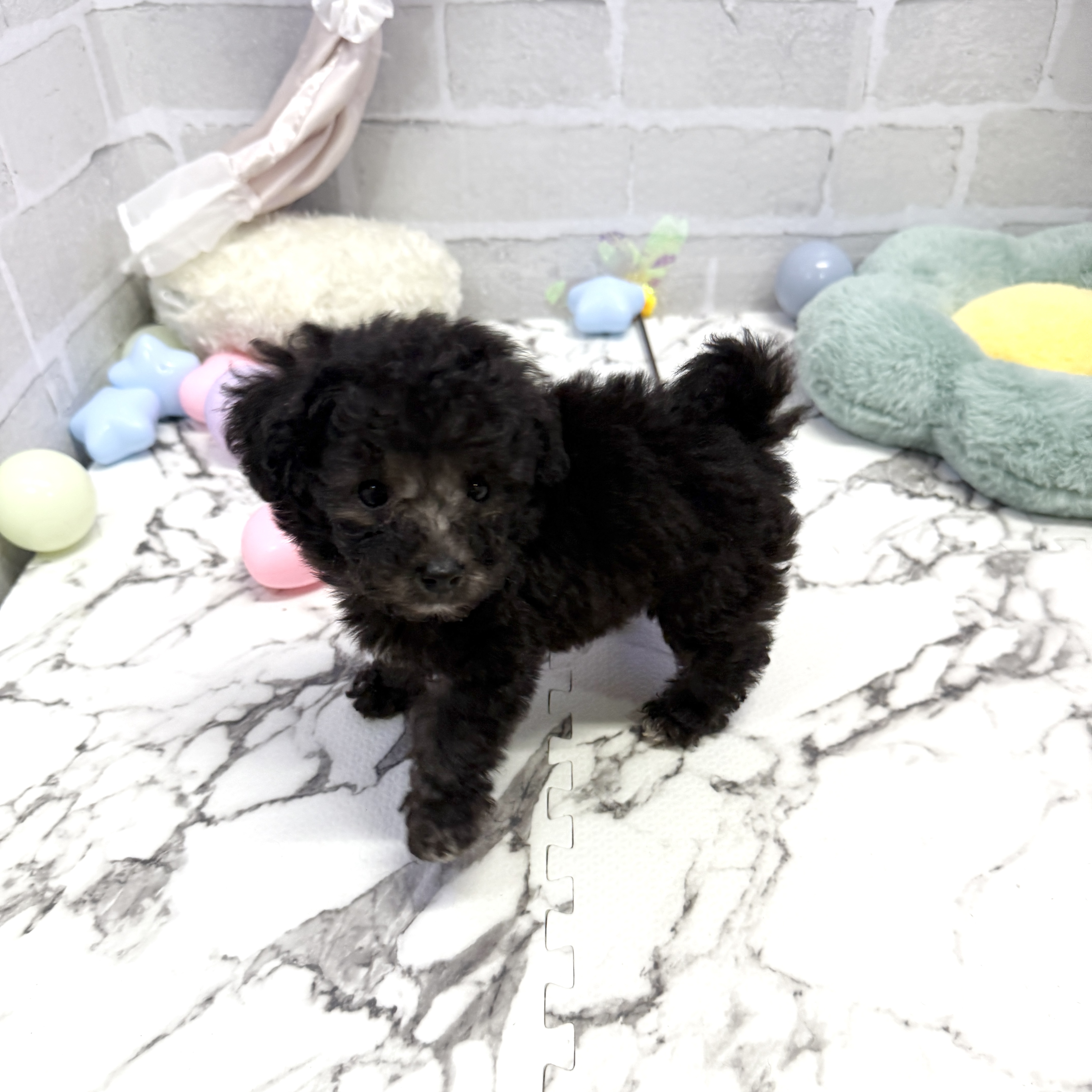 愛知県のタイニープードル (犬の家＆猫の里岡崎店/2025年8月1日生まれ/女の子/シルバー)の子犬の2枚目の画像