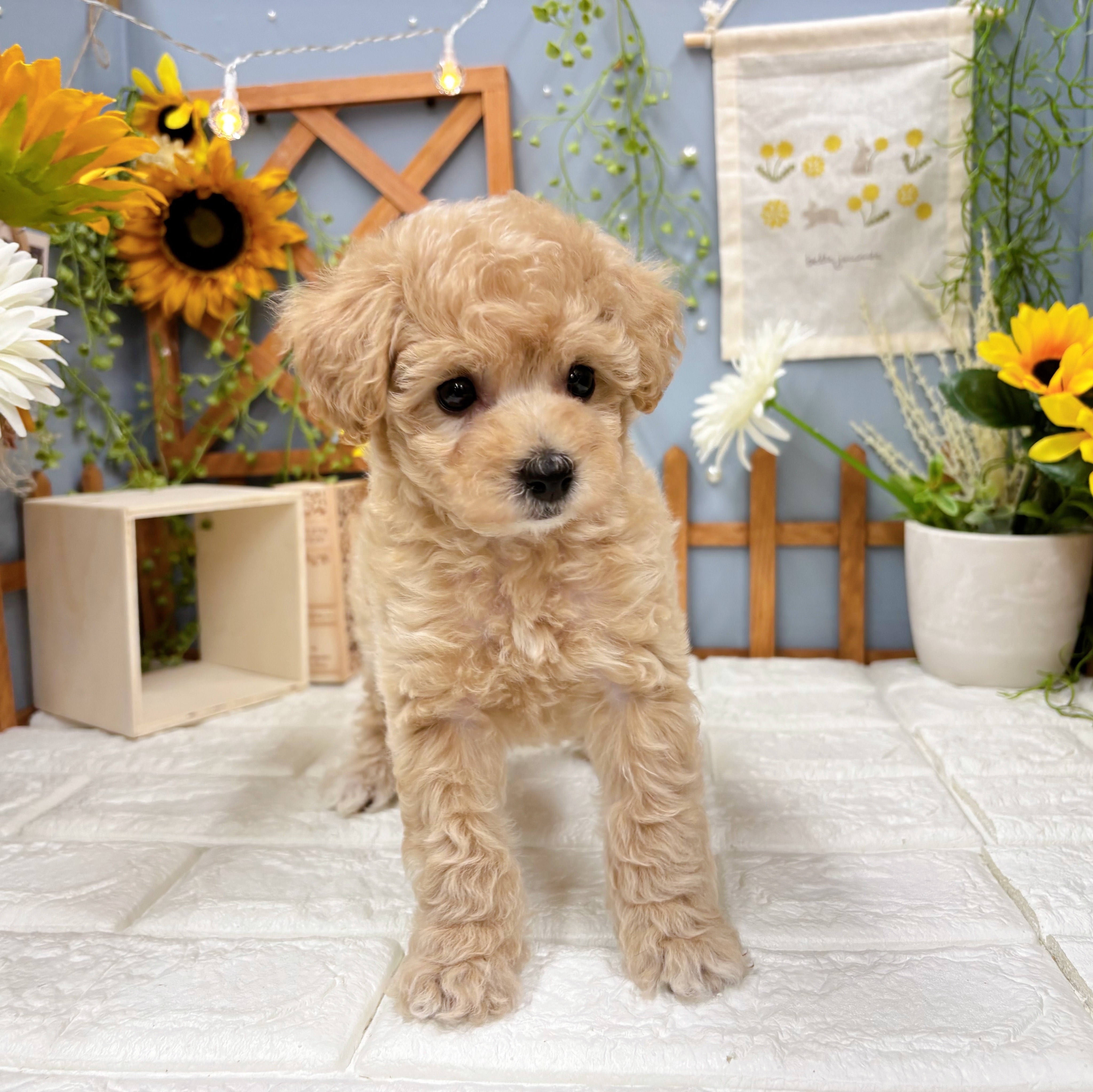 千葉県のビションプー(ビションフリーゼ×プードル) (犬の家＆猫の里ワンズモール稲毛店/2025年8月4日生まれ/女の子/アプリコット)の子犬の2枚目の画像