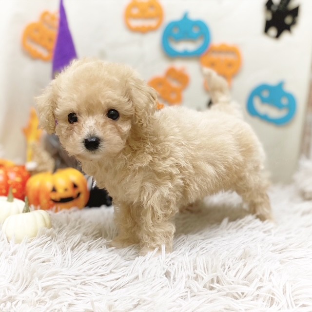 静岡県のビションプー(ビションフリーゼ×プードル) (犬の家＆猫の里藤枝店/2025年8月4日生まれ/男の子/アプリコット)の子犬の2枚目の画像