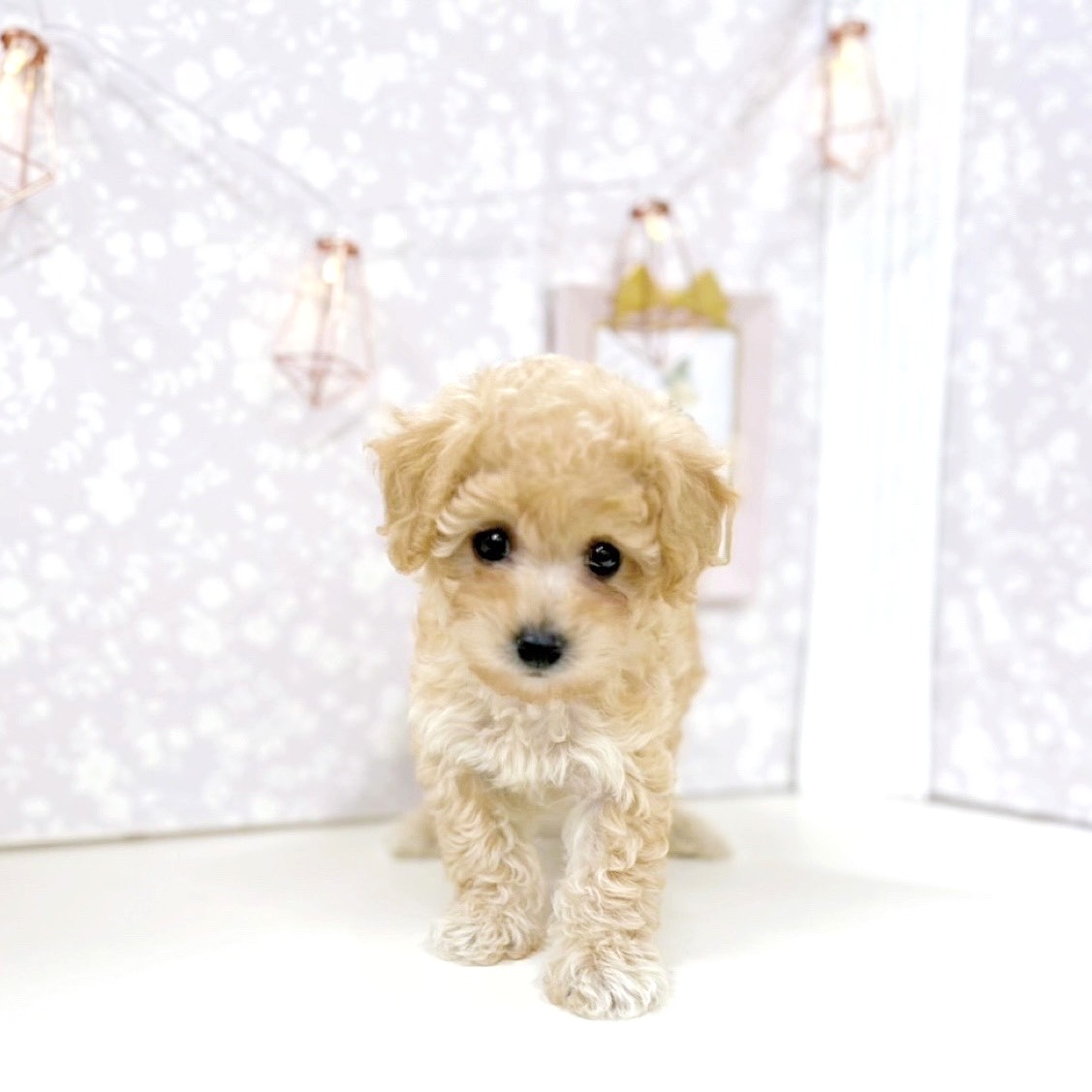 富山県のビションプー(ビションフリーゼ×プードル) (犬の家＆猫の里アミーゴ高岡蓮花寺店/2025年8月4日生まれ/女の子/アプリコット)の子犬