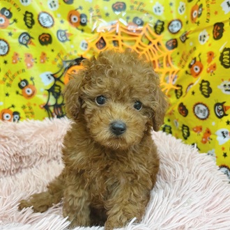 静岡県のトイプードル(トイ) (犬の家＆猫の里マークイズ静岡店/2025年8月3日生まれ/女の子/レッド)の子犬の1枚目の画像