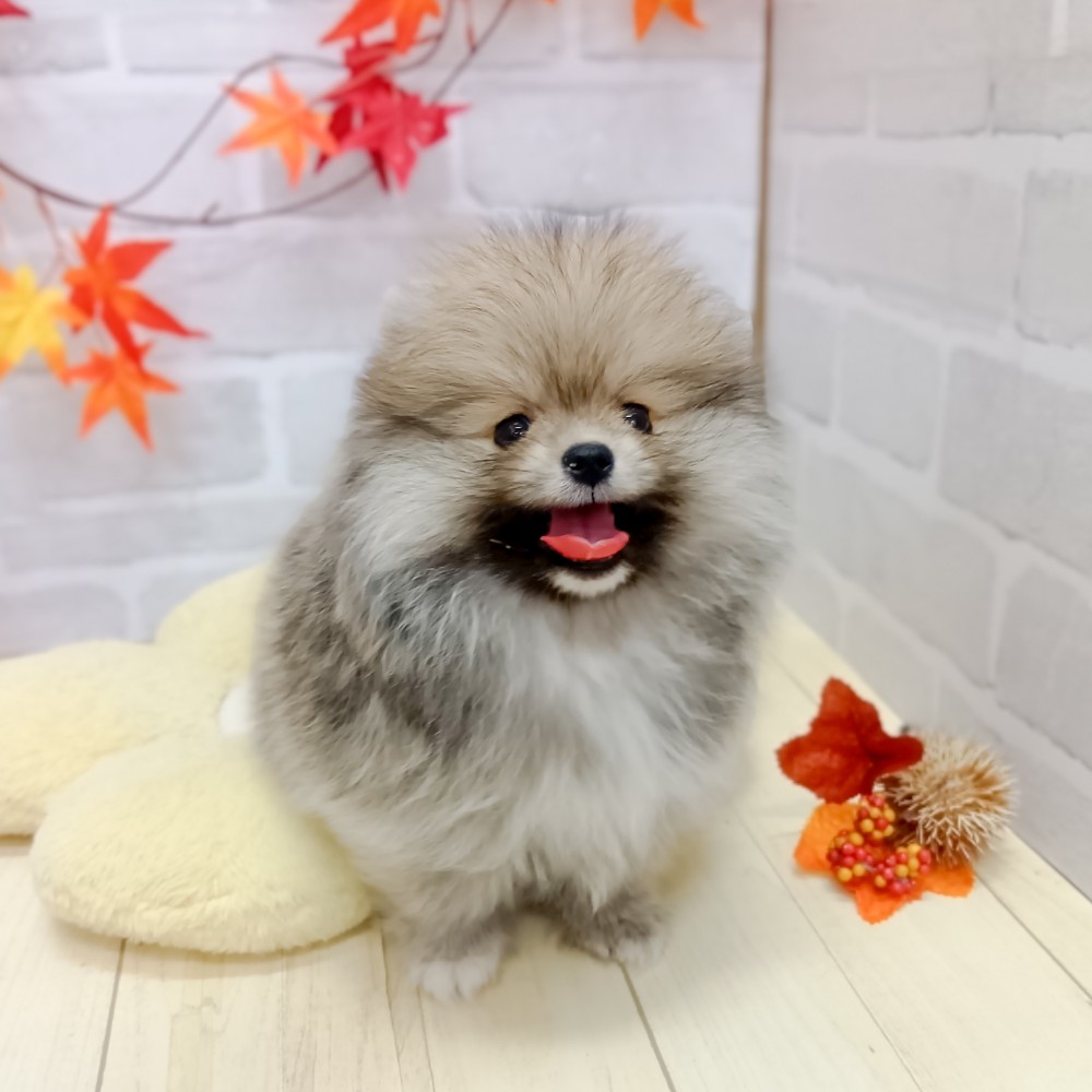 静岡県のポメラニアン (犬の家＆猫の里プレ葉ウォーク浜北店/2025年8月5日生まれ/男の子/オレンジセーブル)の子犬の1枚目の画像