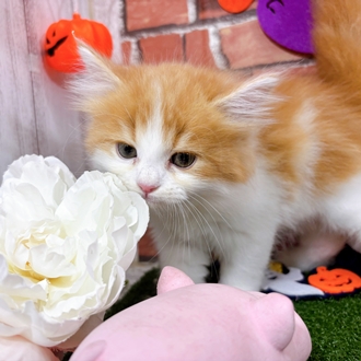 神奈川県のサイベリアン (犬の家＆猫の里小田原店/2025年8月2日生まれ/男の子/レッドタビーホワイト)の子猫の2枚目の画像