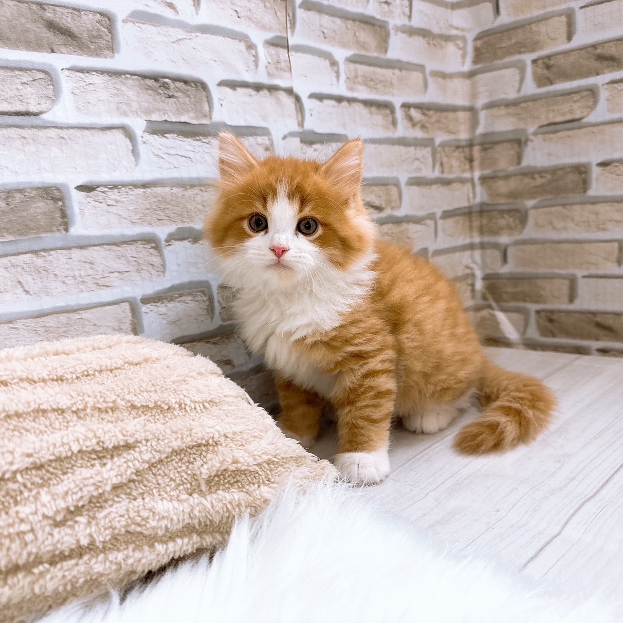 神奈川県のサイベリアン (犬の家＆猫の里モザイクモール港北店/2025年8月2日生まれ/男の子/レッドタビーホワイト)の子猫の1枚目の画像