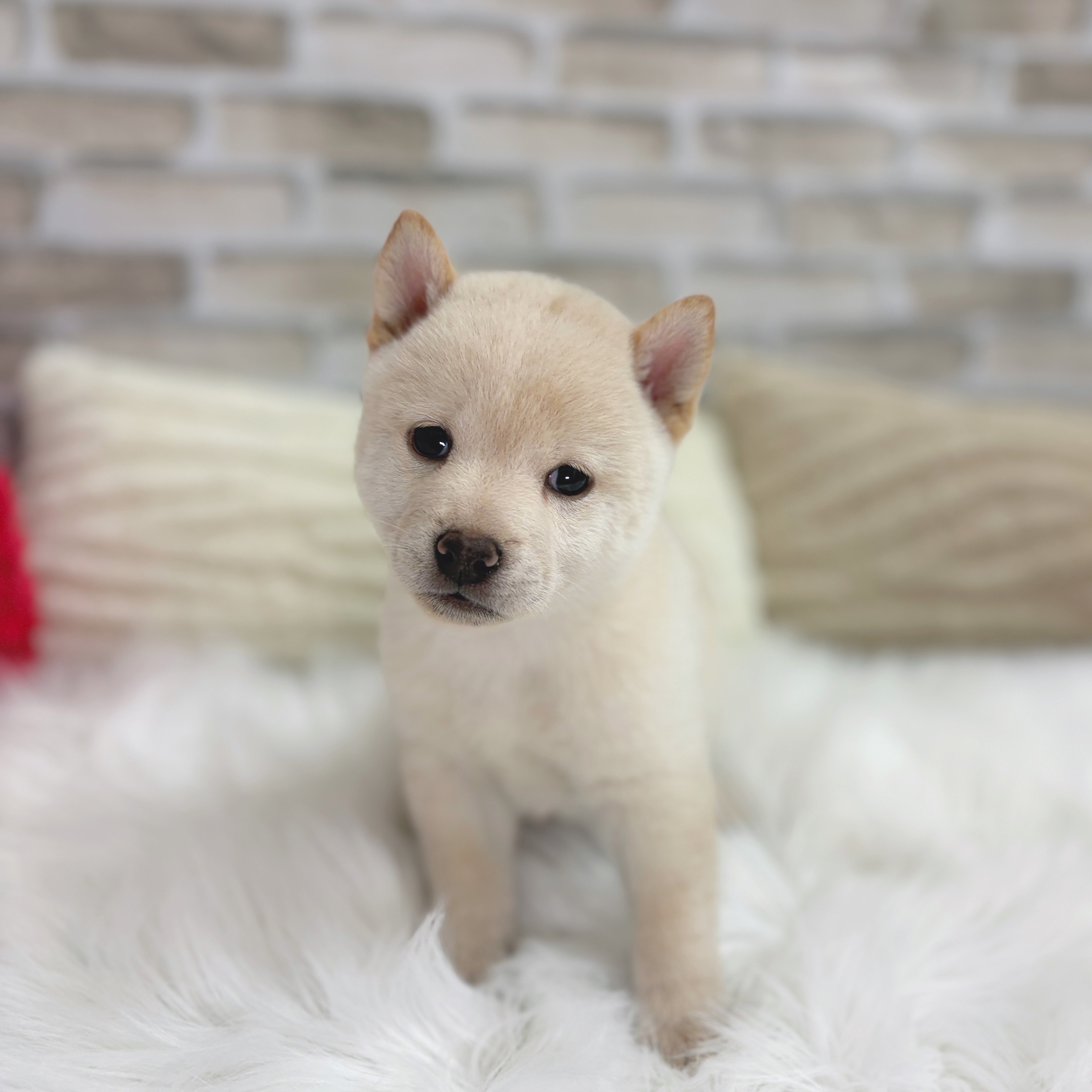 神奈川県の豆柴 (犬の家＆猫の里モザイクモール港北店/2025年8月3日生まれ/男の子/白)の子犬の1枚目の画像