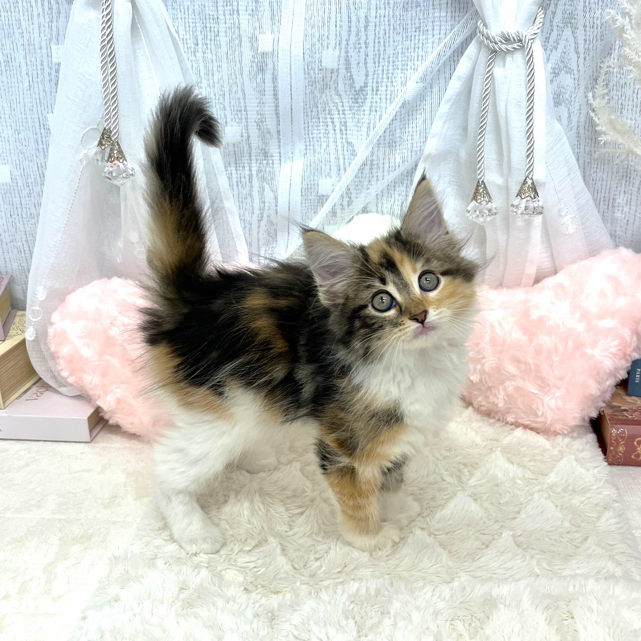 神奈川県のノルウェージャンフォレストキャット (犬の家＆猫の里相模原店/2025年8月2日生まれ/女の子/キャリコ)の子猫の2枚目の画像