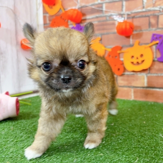 神奈川県のチワワ(ロング) (犬の家＆猫の里小田原店/2025年8月1日生まれ/男の子/レッドホワイト)の子犬の2枚目の画像