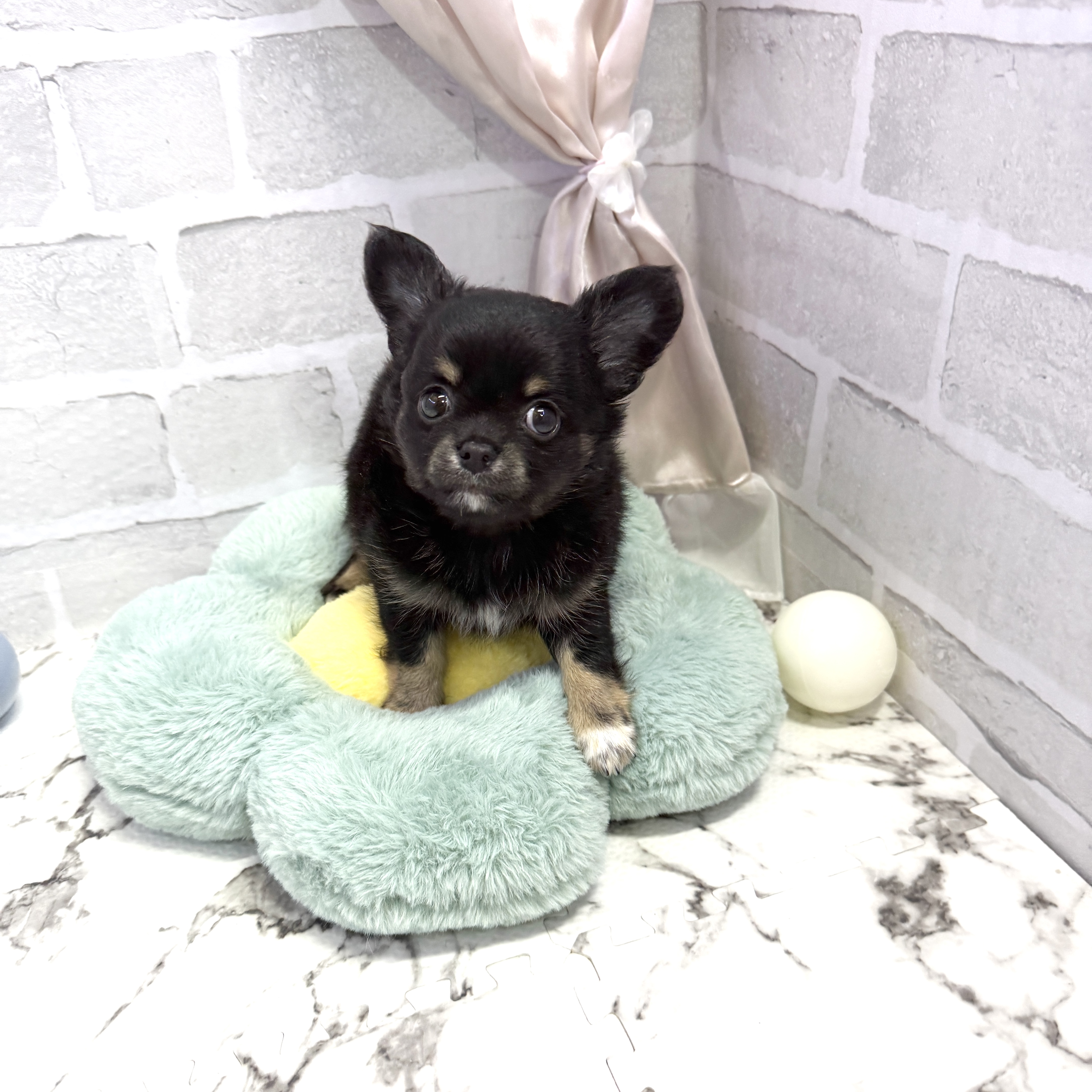愛知県のチワワ(ロング) (犬の家＆猫の里岡崎店/2025年8月3日生まれ/男の子/ブラックタンホワイト)の子犬の1枚目の画像