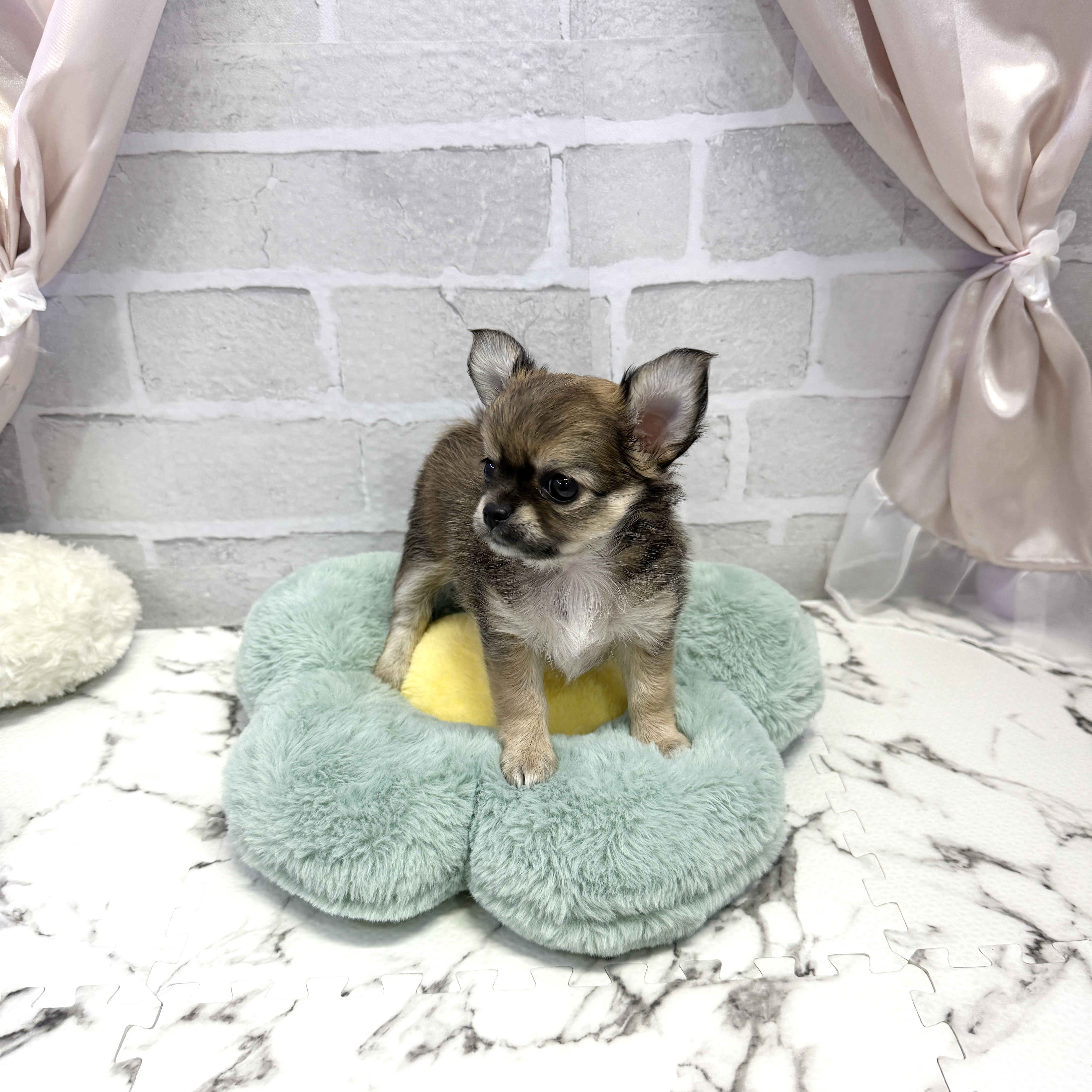 愛知県のチワワ(ロング) (犬の家＆猫の里岡崎店/2025年8月3日生まれ/女の子/レッドホワイト)の子犬の2枚目の画像