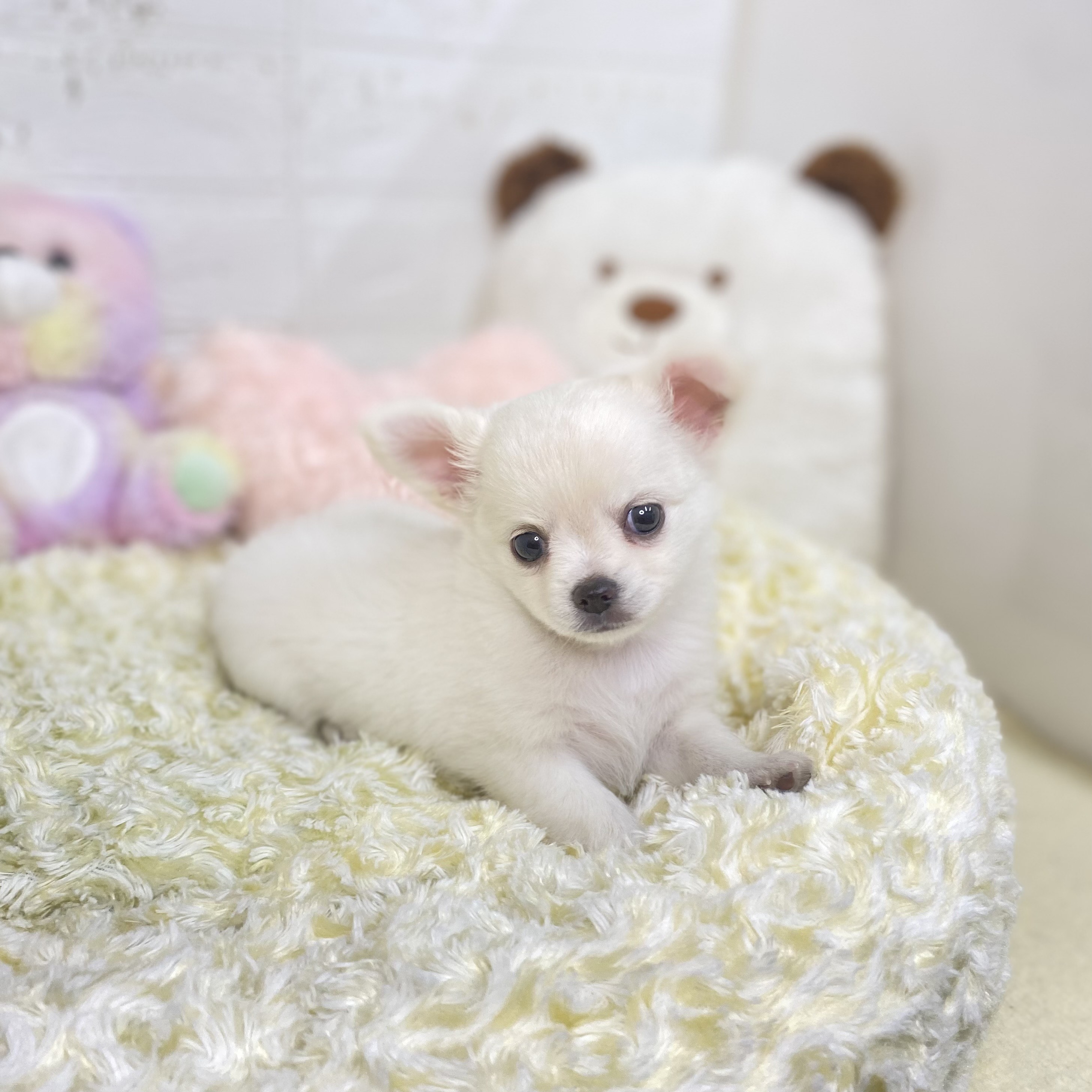 長野県のチワワ(ロング) (犬の家＆猫の里長野店/2025年8月3日生まれ/女の子/ホワイト)の子犬の1枚目の画像