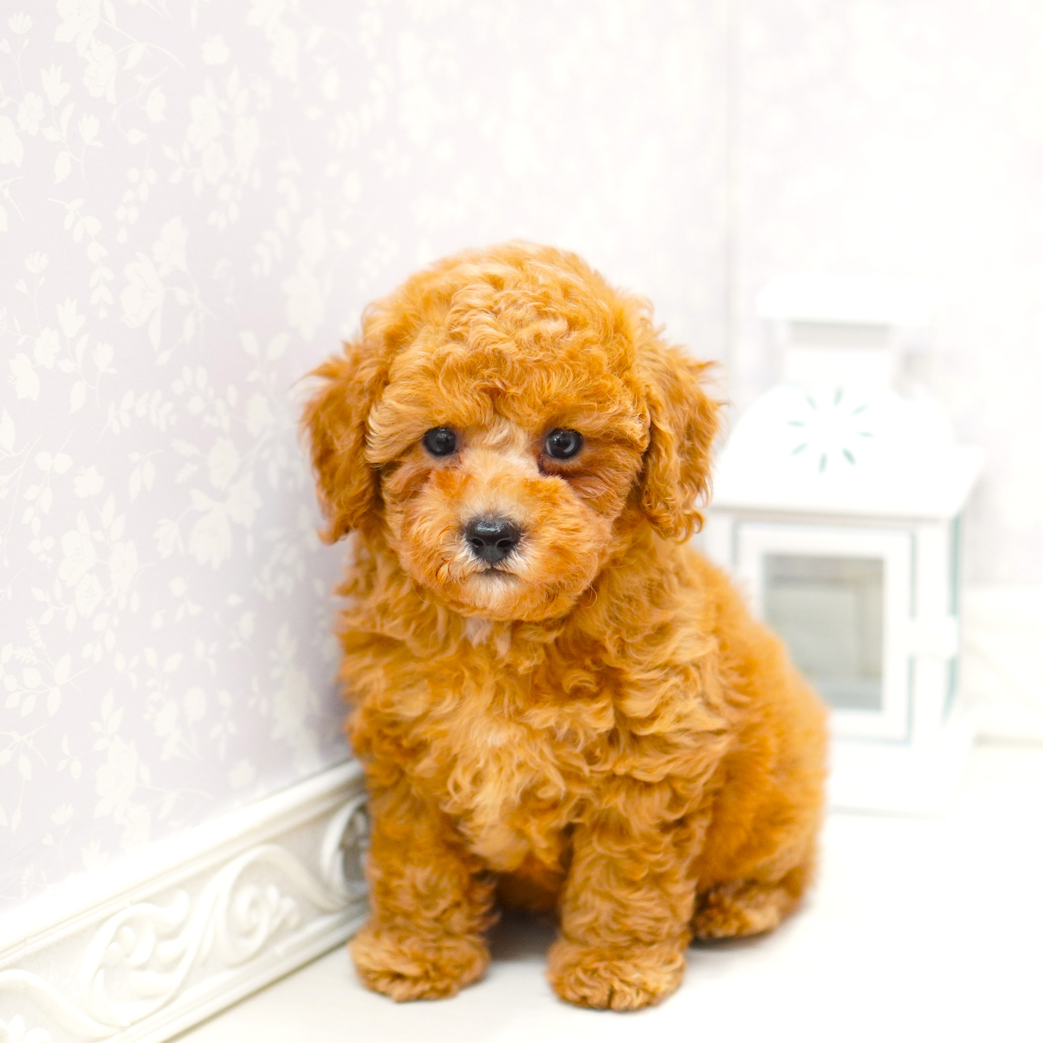 富山県のトイプードル(トイ) (犬の家＆猫の里アミーゴ山室店/2025年8月1日生まれ/男の子/オレンジフォーン)の子犬